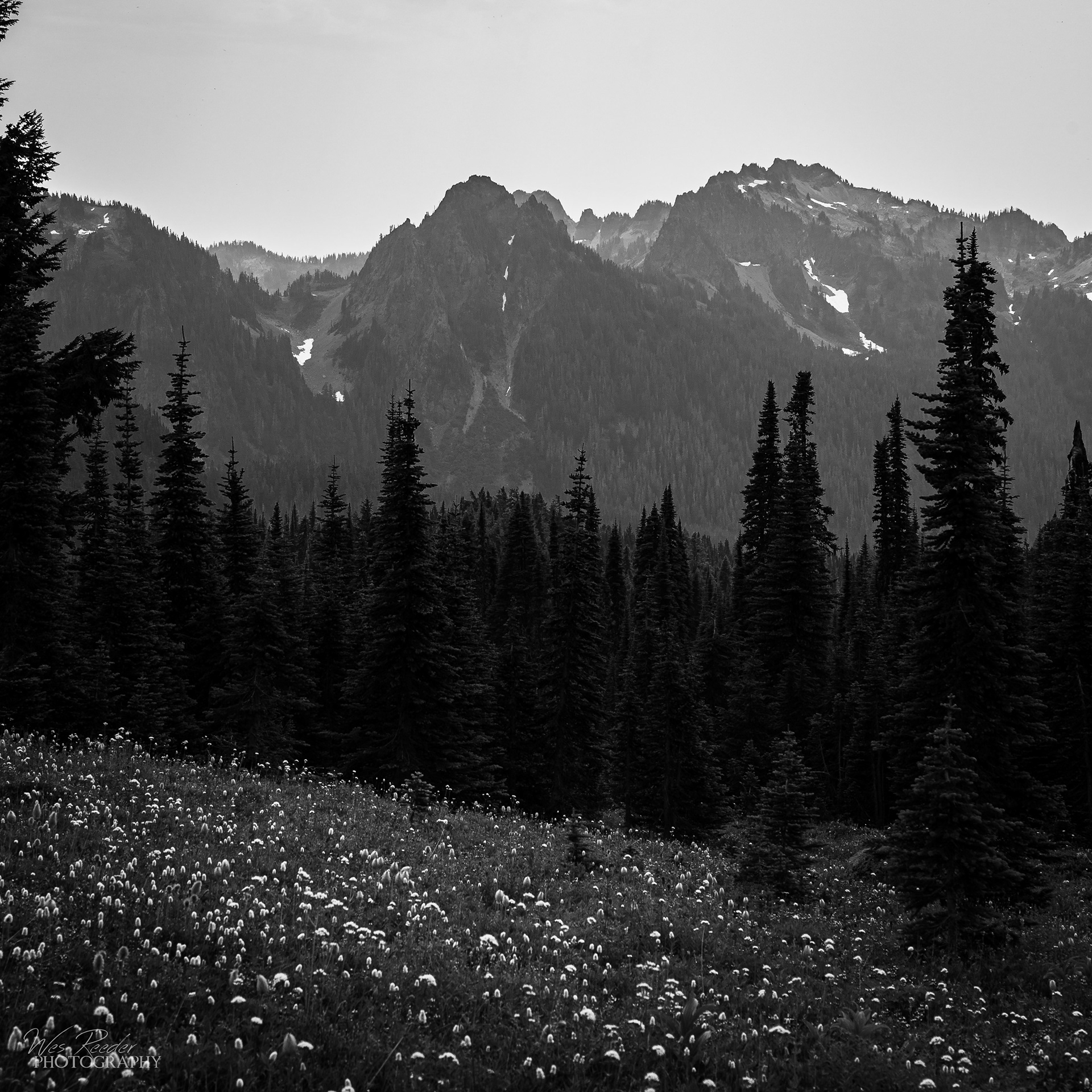 Forest Flowers