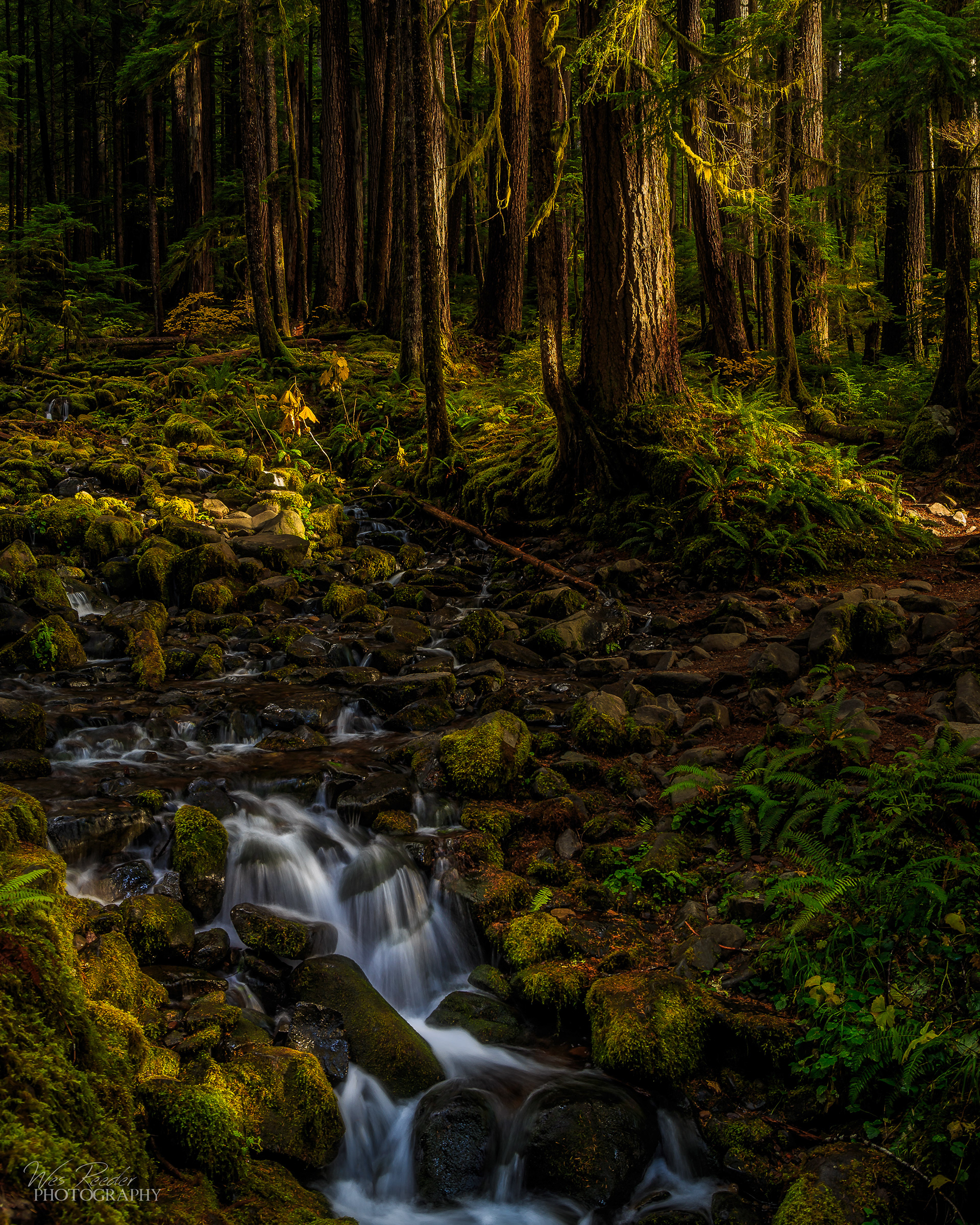 Piercing the Dark Woods