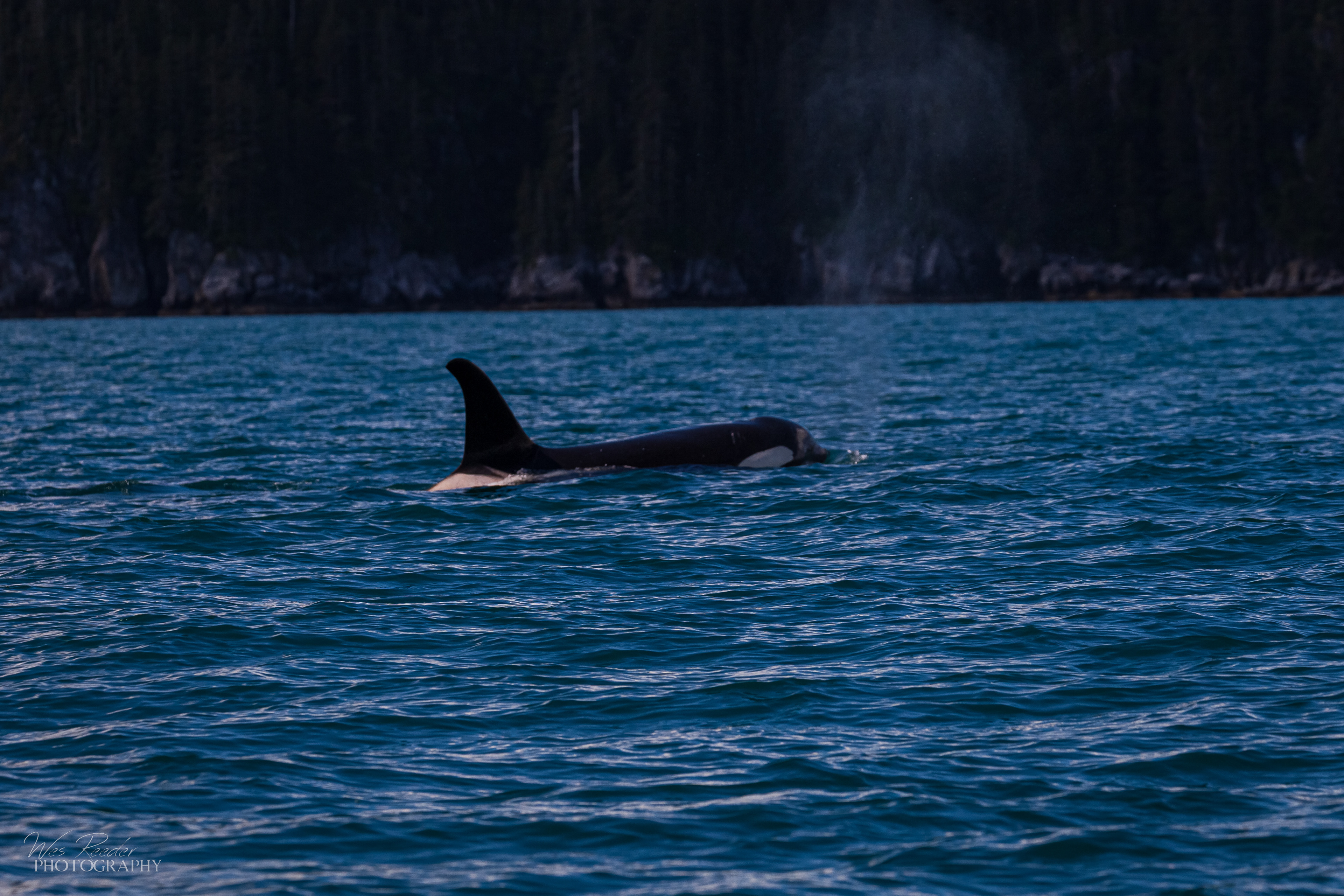 Orca II