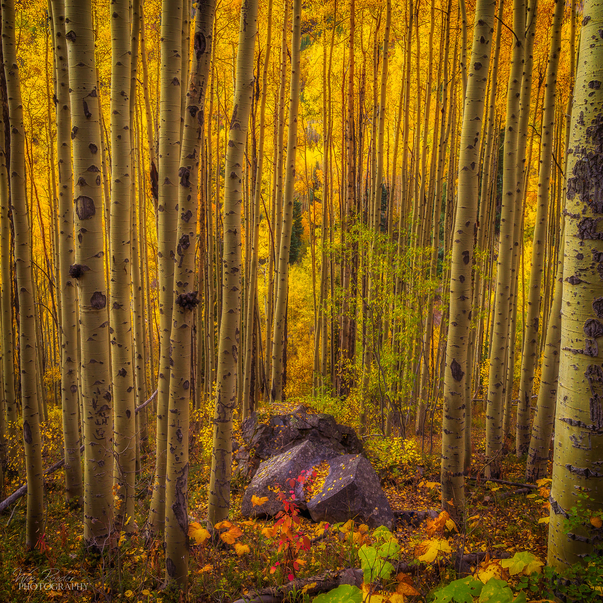 Trees a Crowd