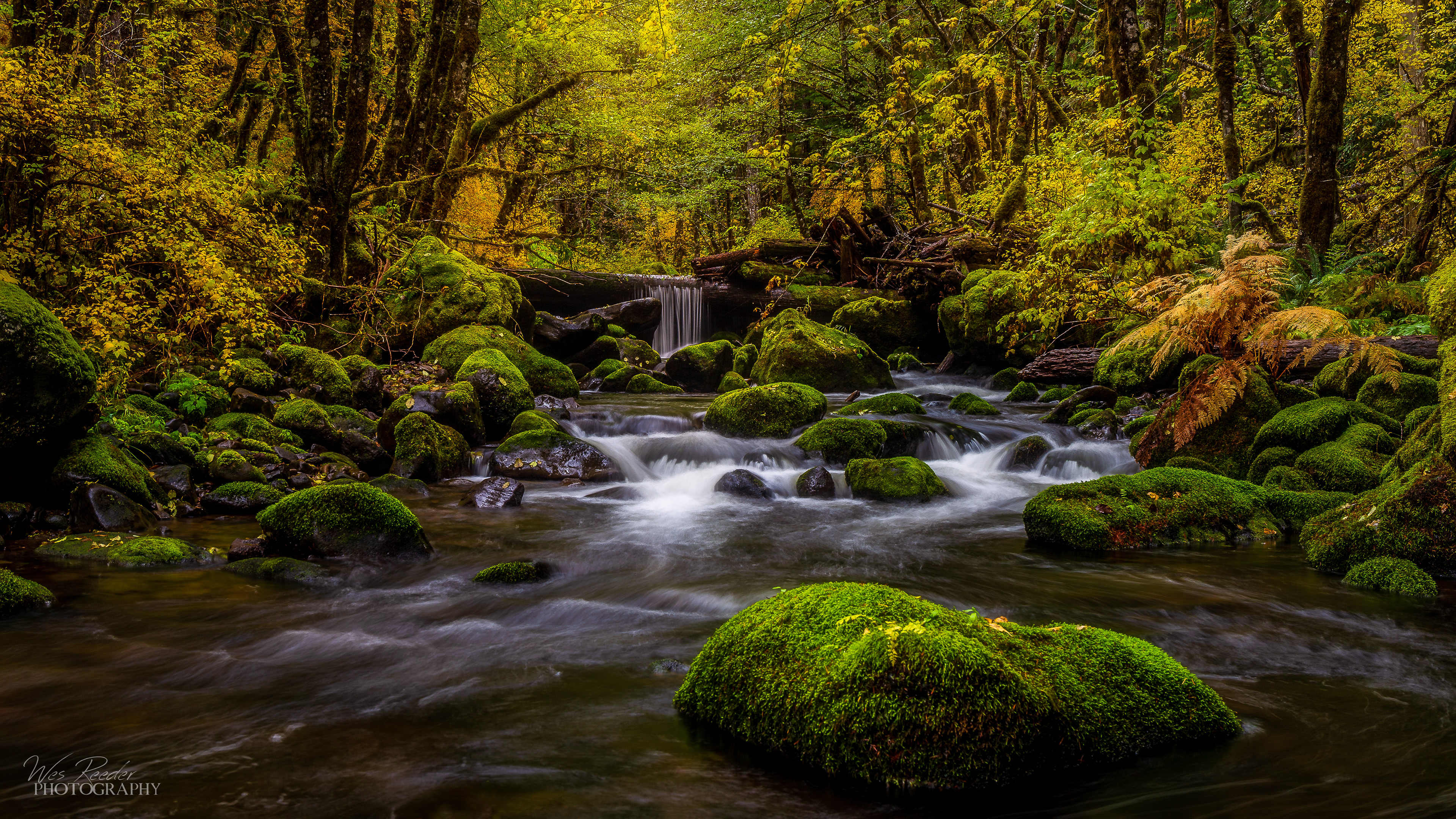 Mossy Way