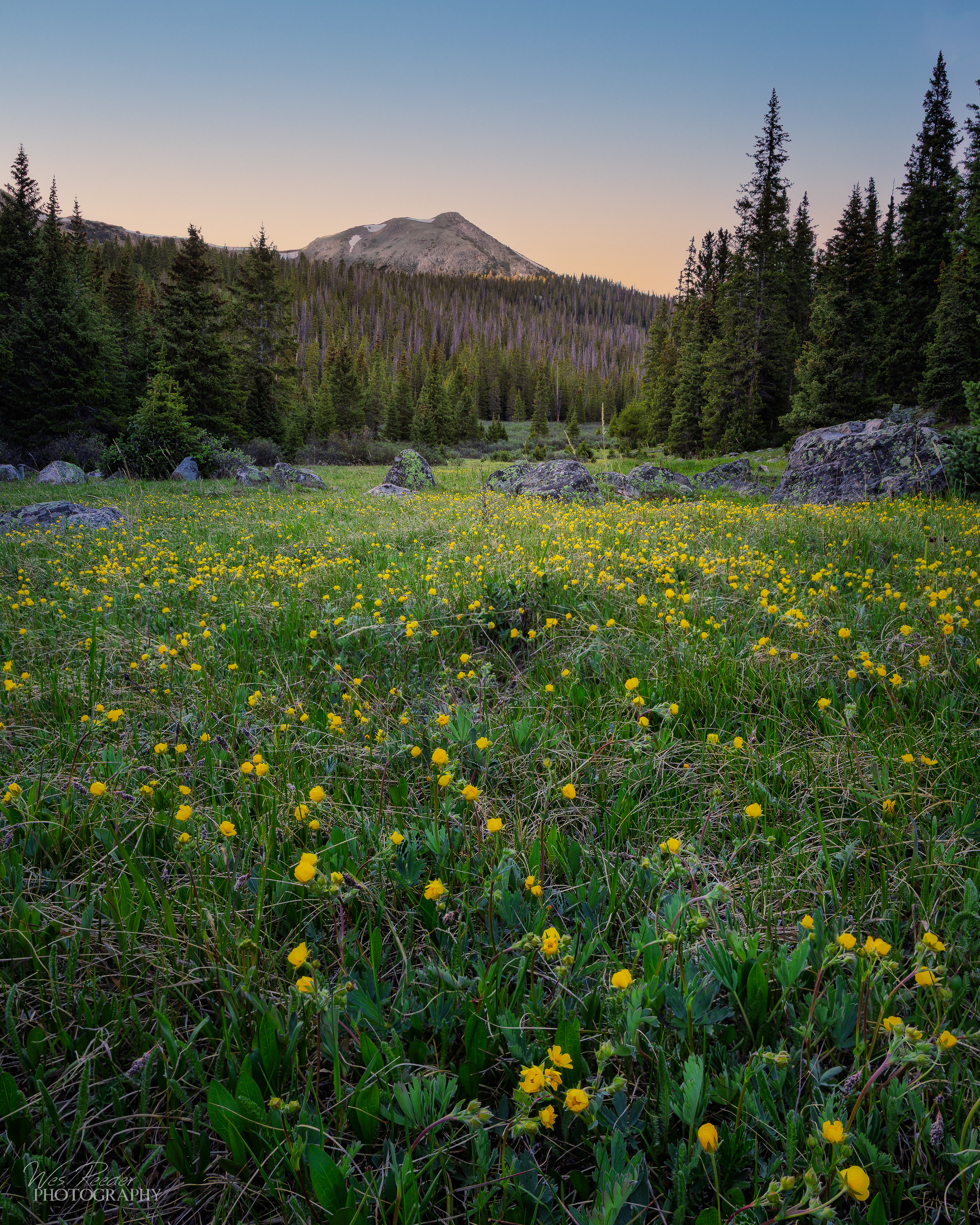 Evening Flowers