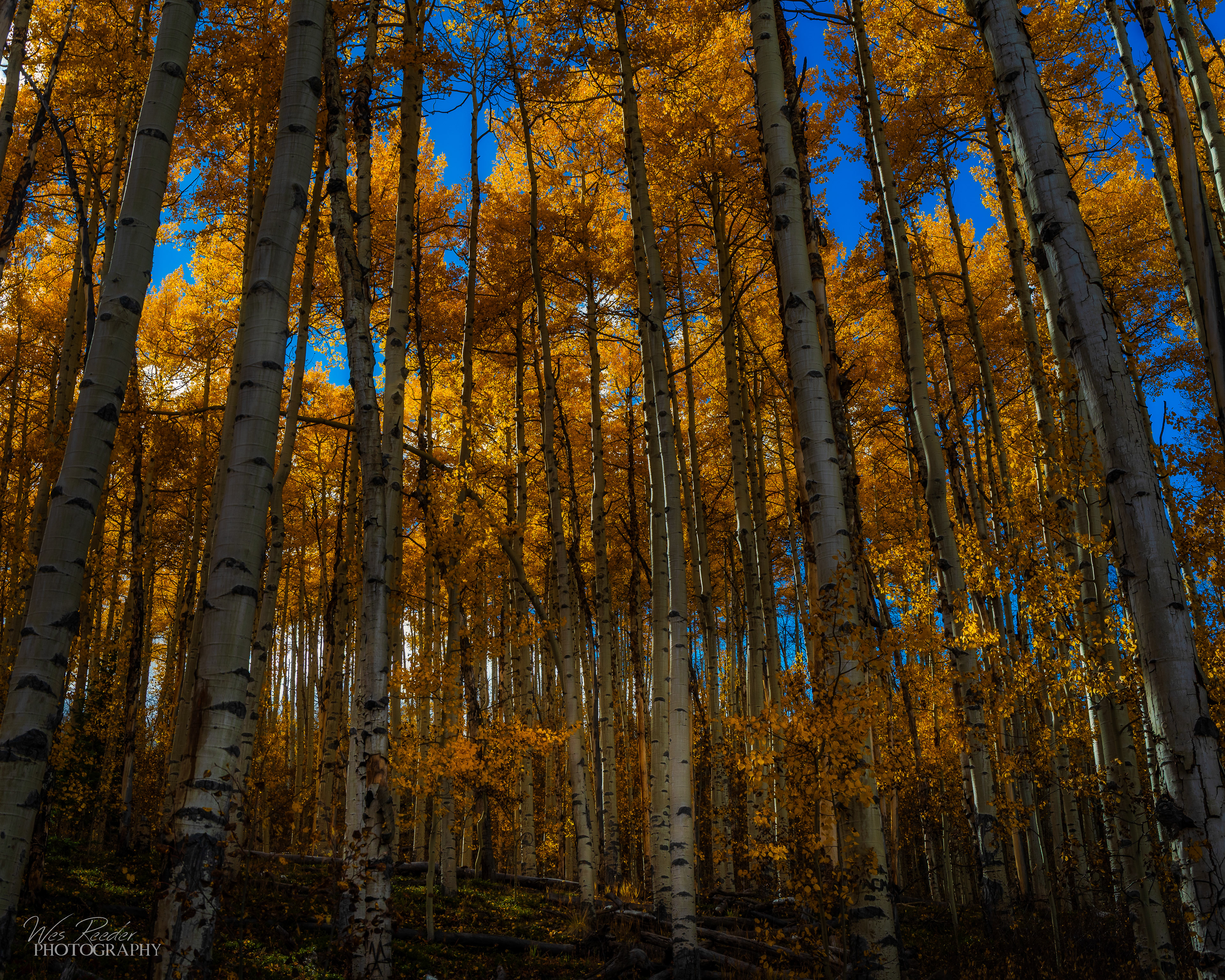 Golden Wood