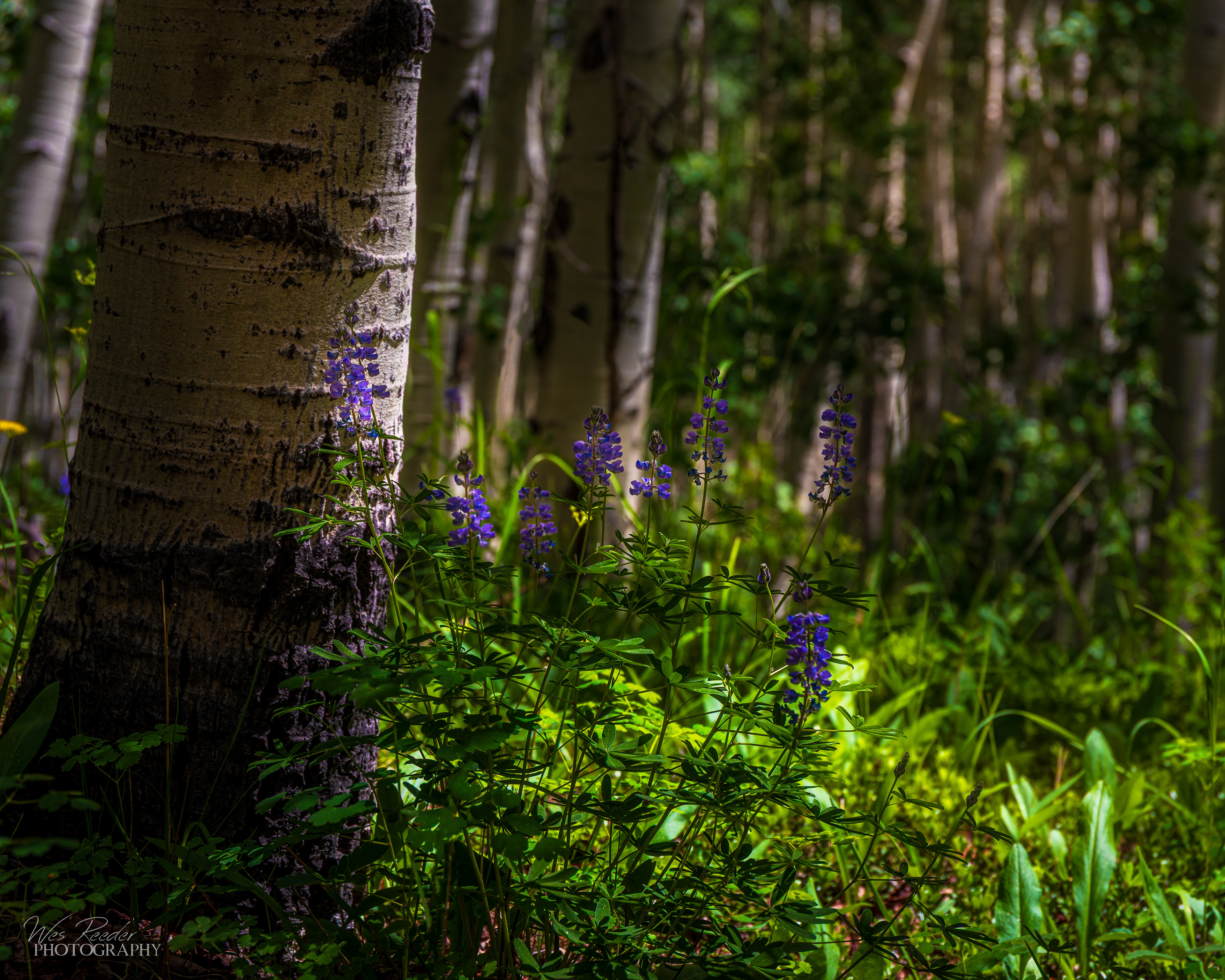 Hiding in the Forest