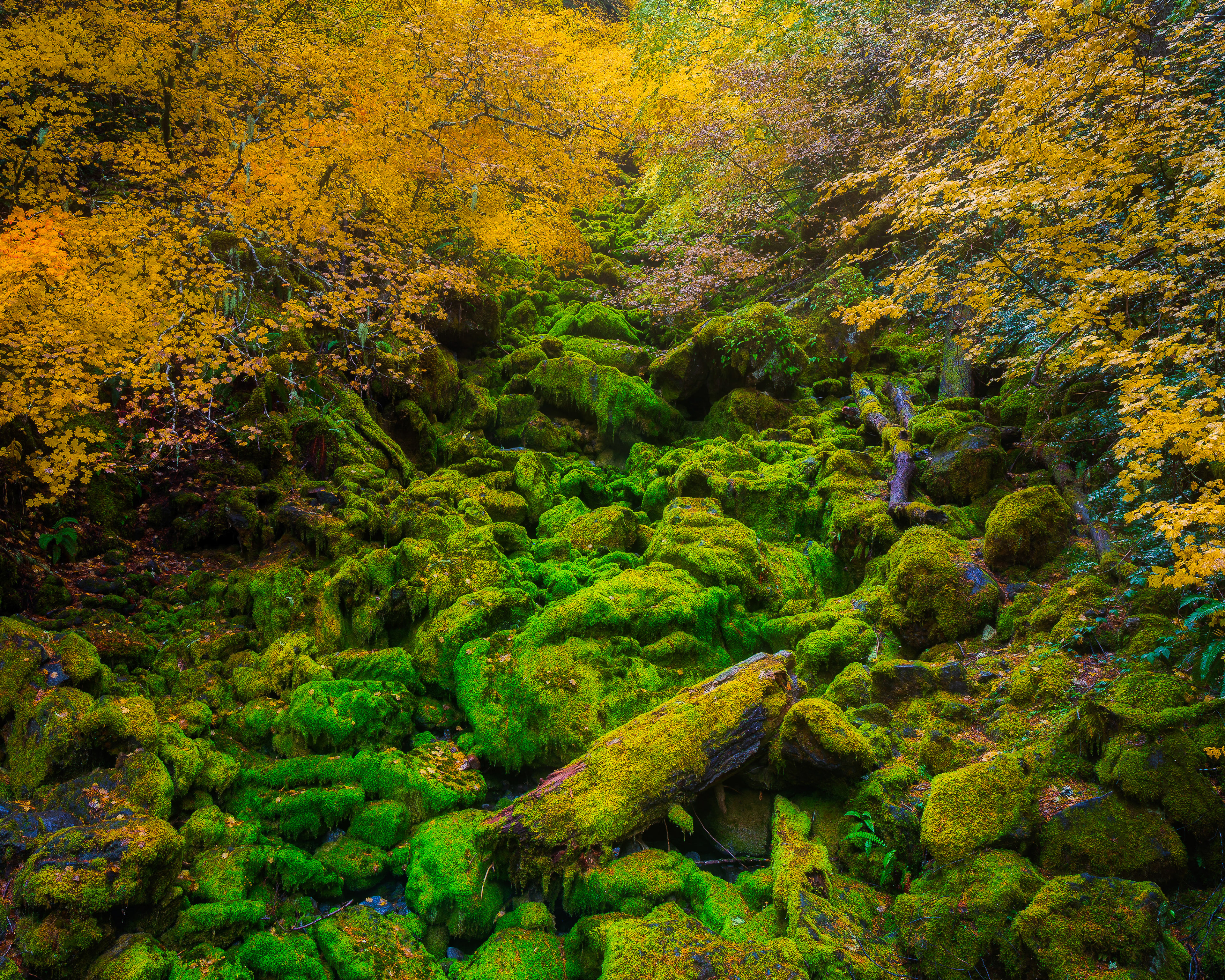 Waterfall of Moss