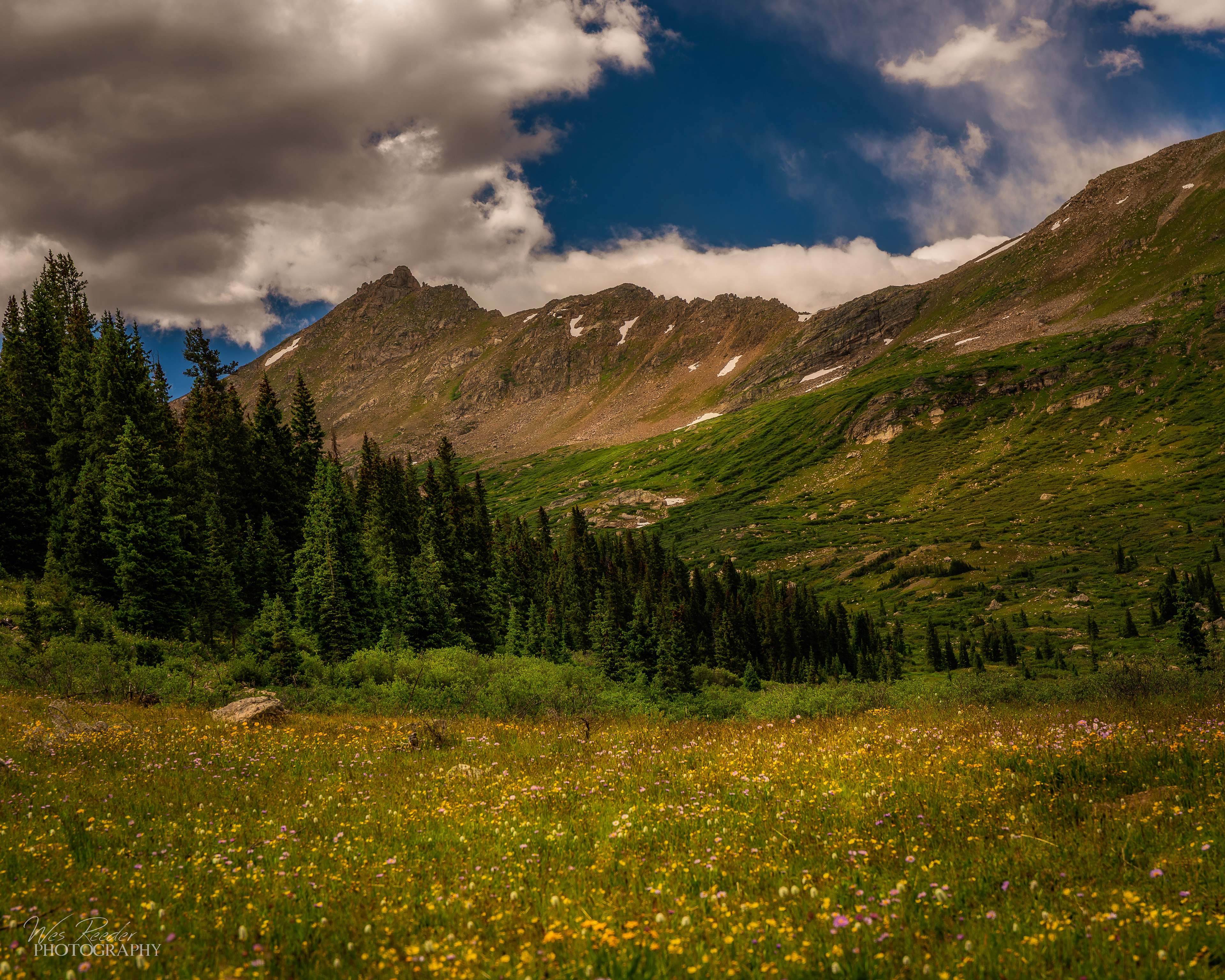 Field of Flowers