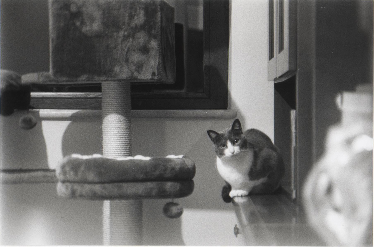Milù