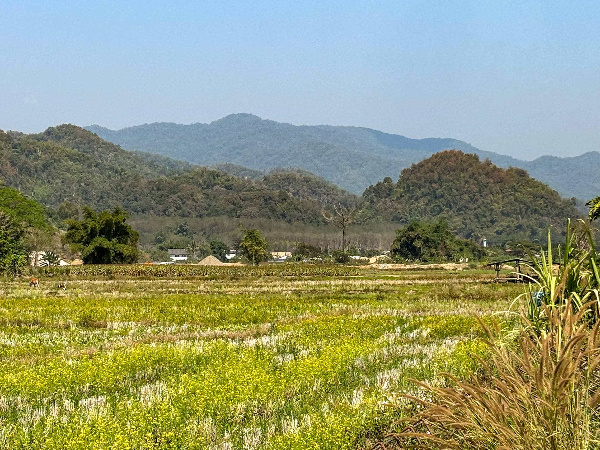 Rice fields, Mae Yao
