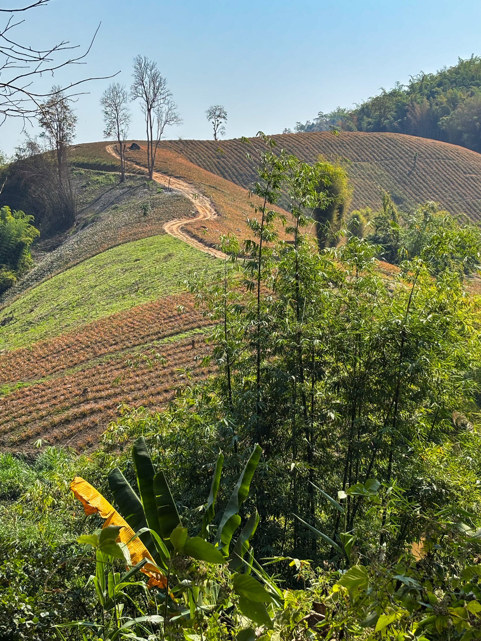 Hill farm, Mae Yao, Chiang Rai