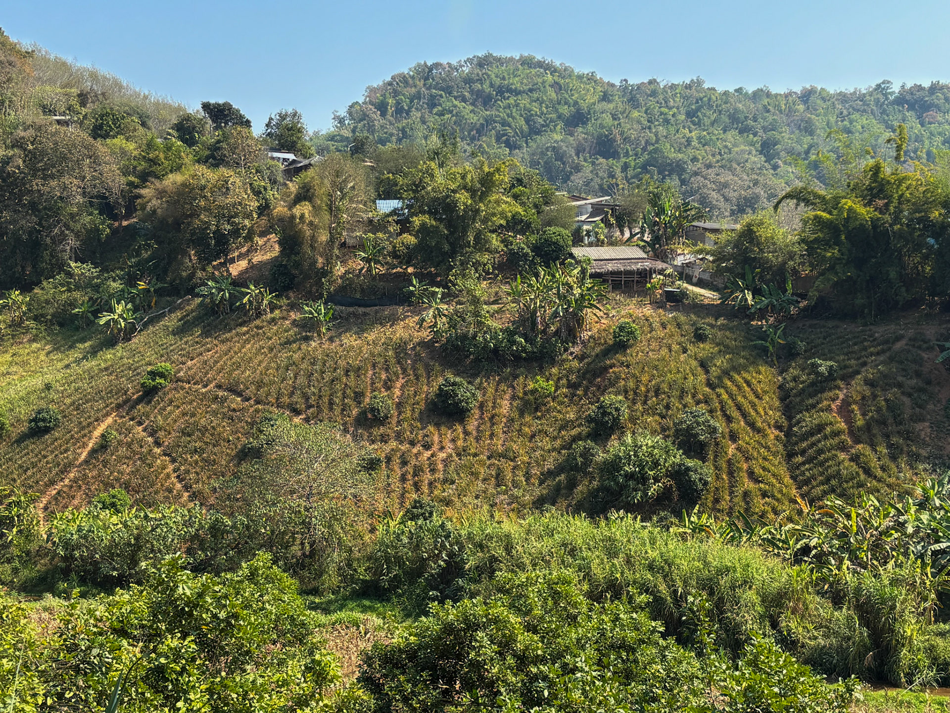 Hill farm, Mae Yao, Chiang Rai