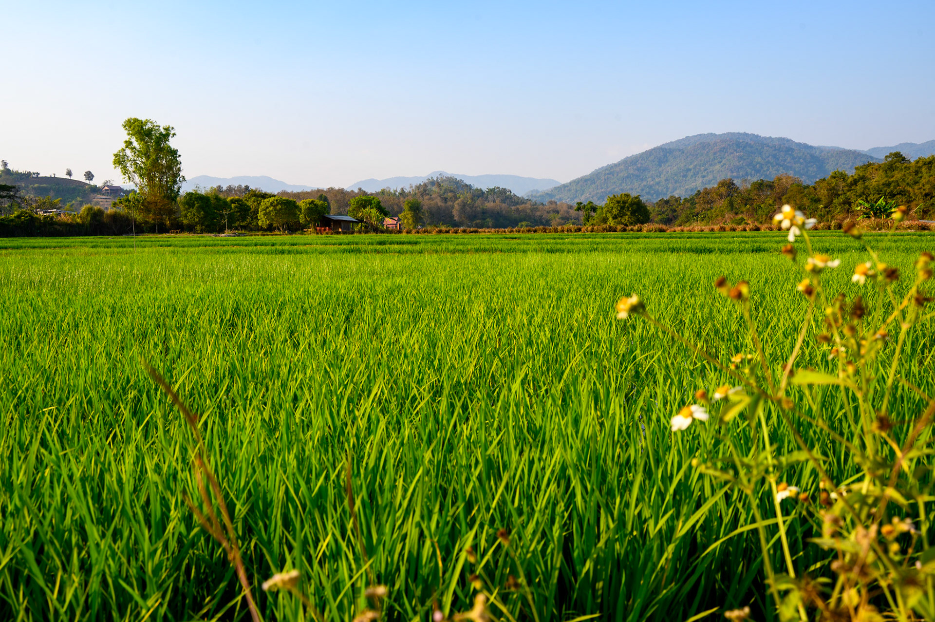 View across rice fields, Mae Yao