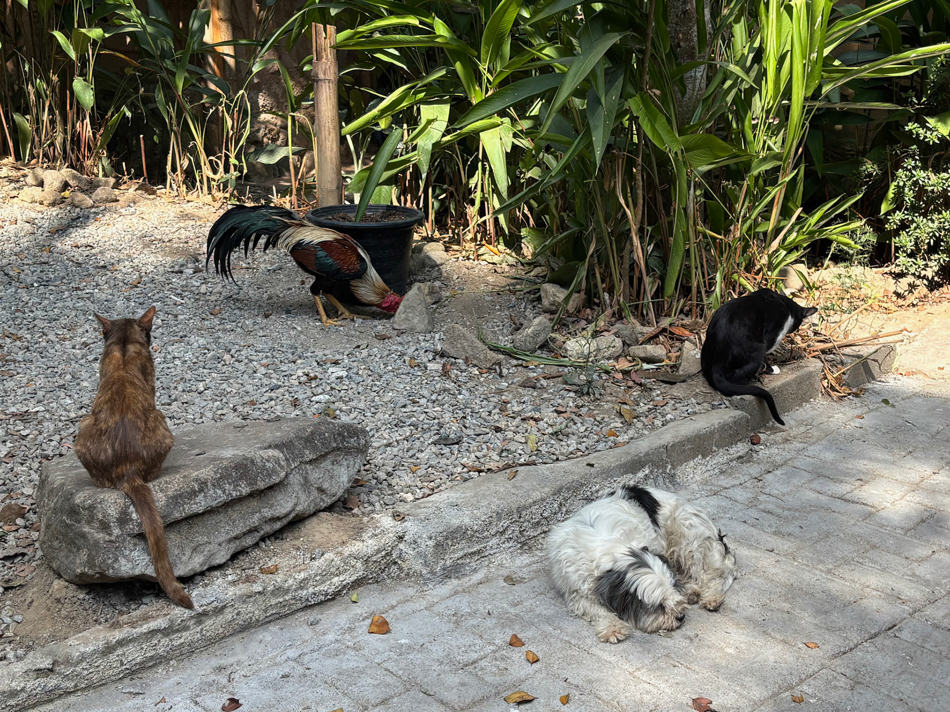 A few non-human residents, Hill Tribe Art House (Lahu &amp; Akha Home Stay)