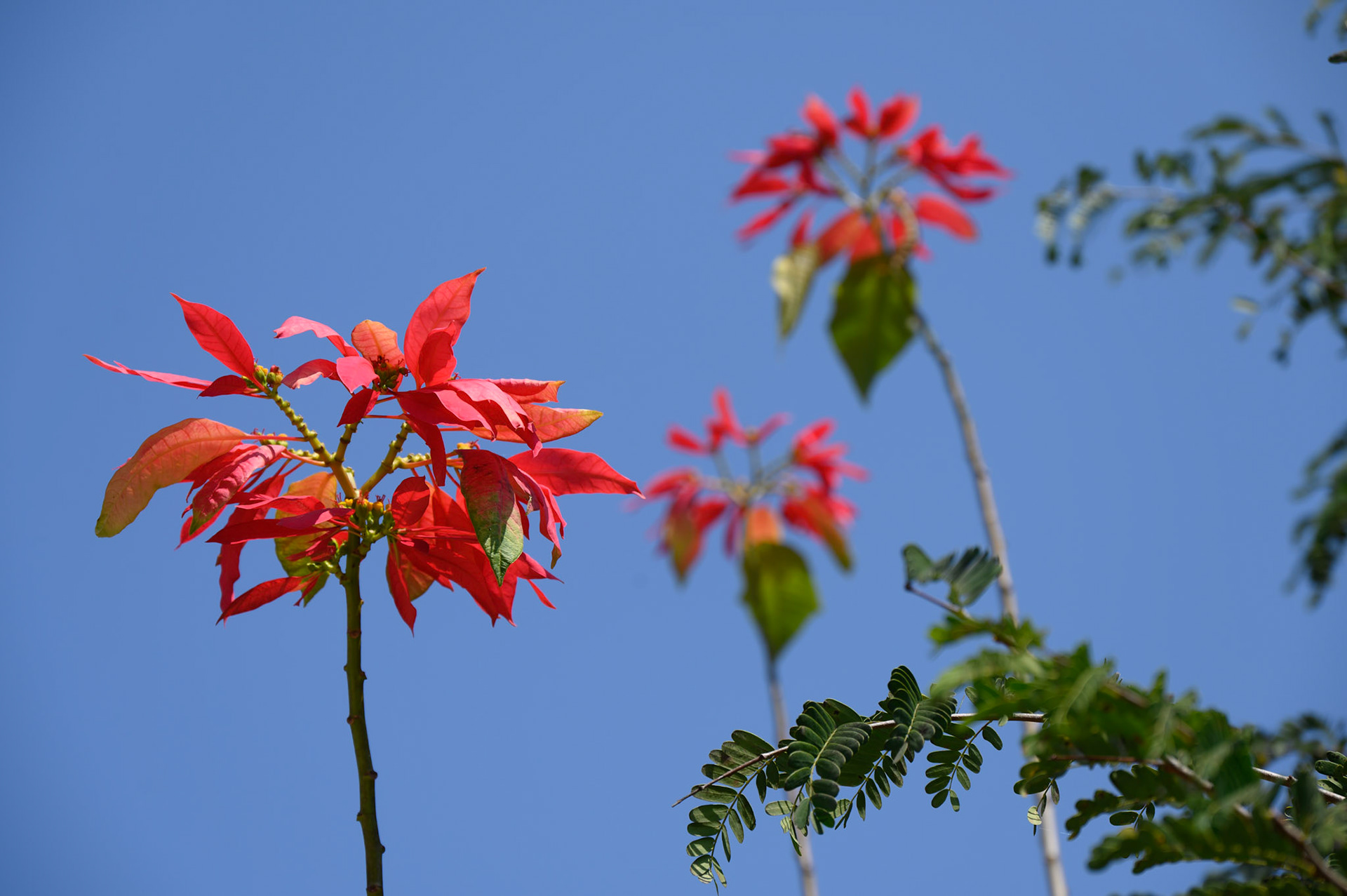 Poinsettia(?), Mae Yao, Chiang Rai