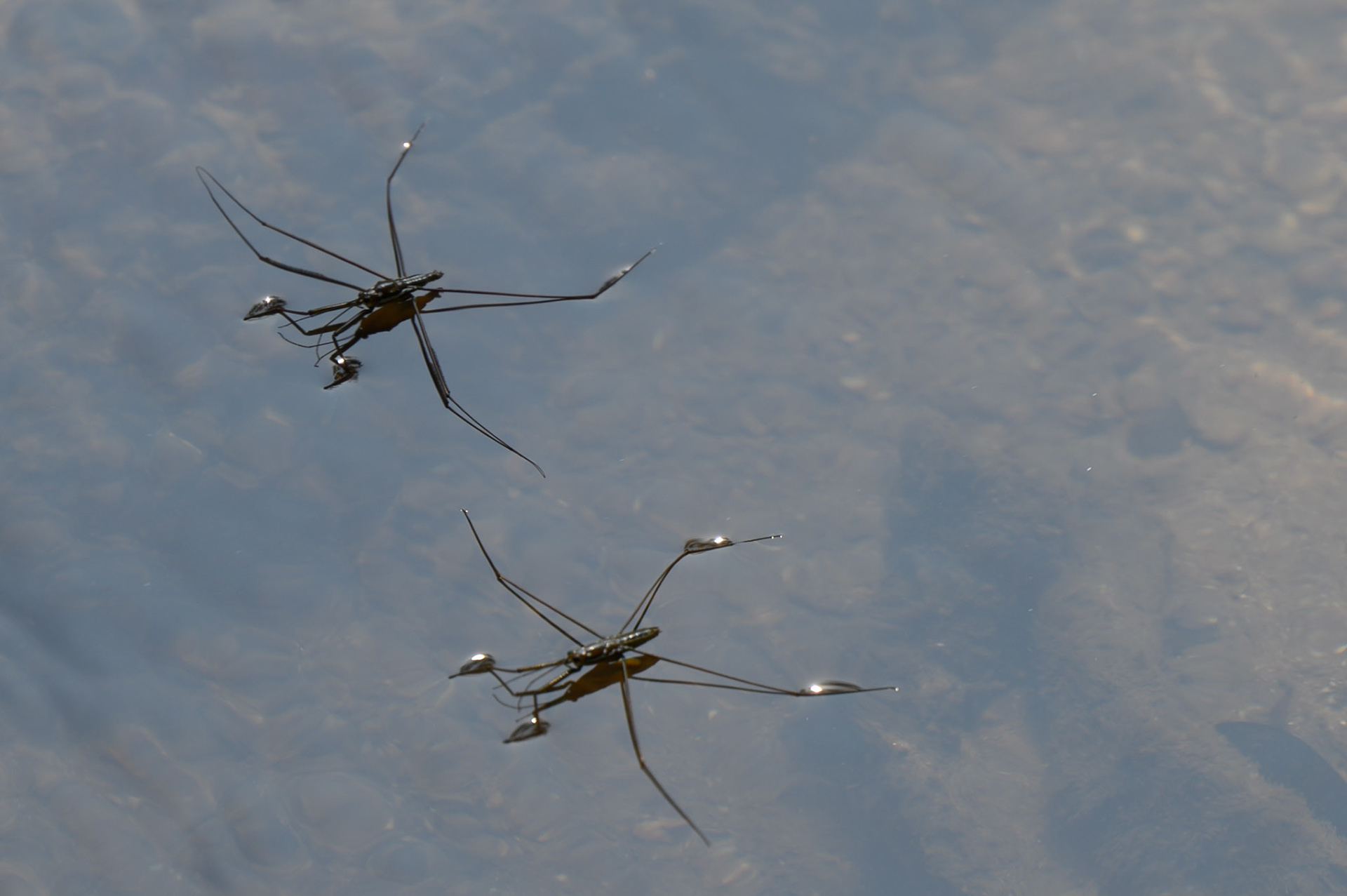 Water striders, Mae Sai River, Chiang Rai