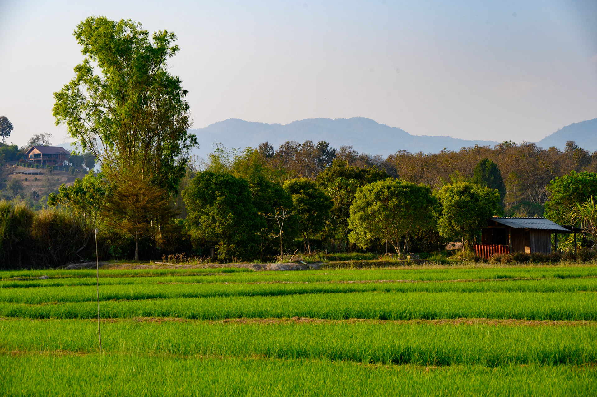 View across rice fields, Mae Yao