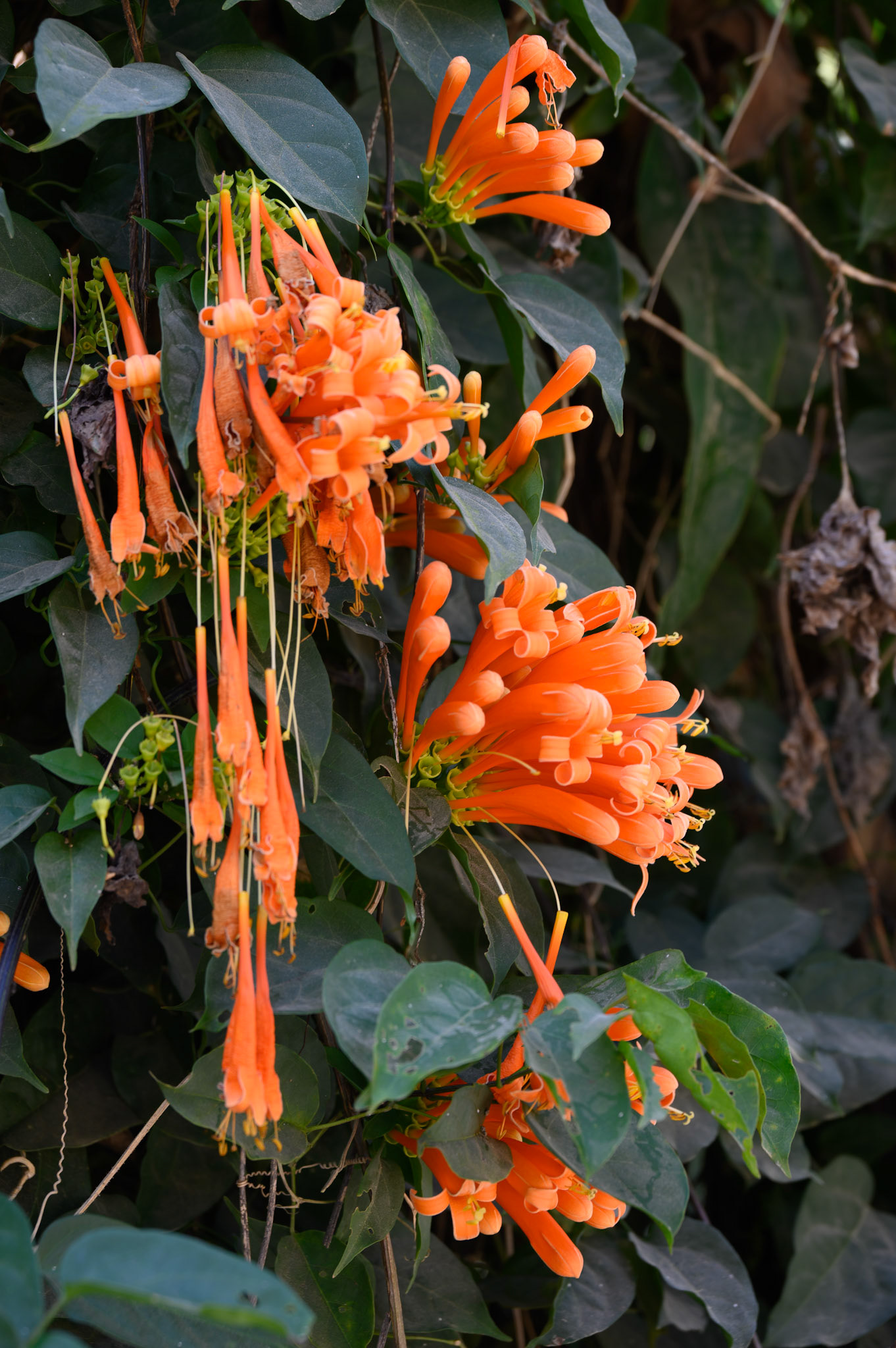 Flame vine, Chiang Rai district