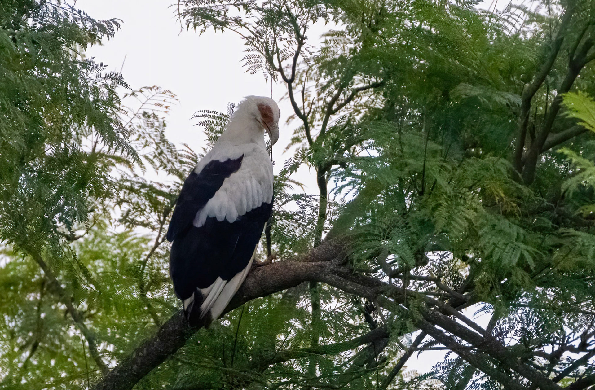Palm-nut Vulture, Chimpanzee Forest Lodge near Kibale, Uganda.04-08-23.