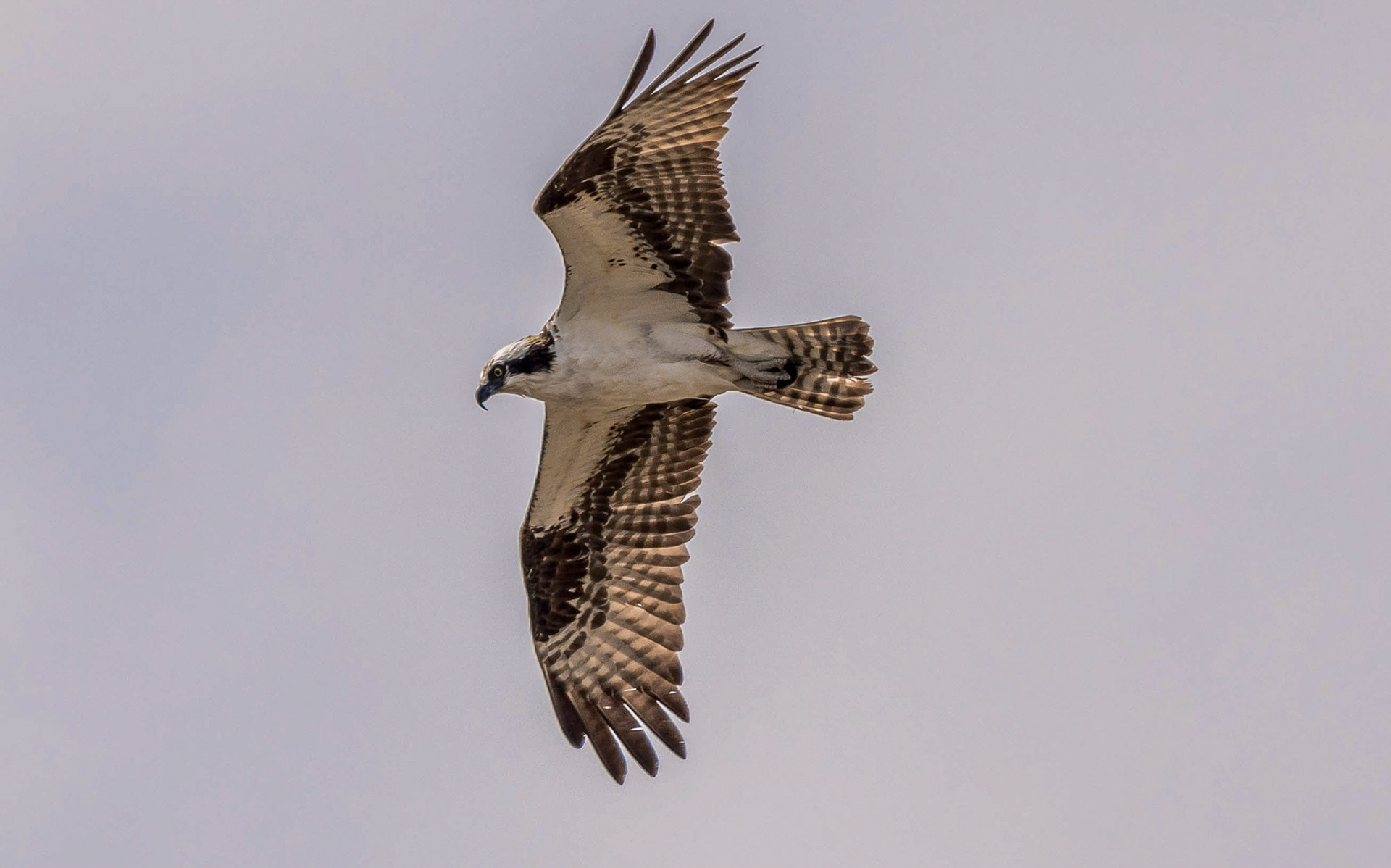 Osprey. Yellowstone Wyoming 12/09/18