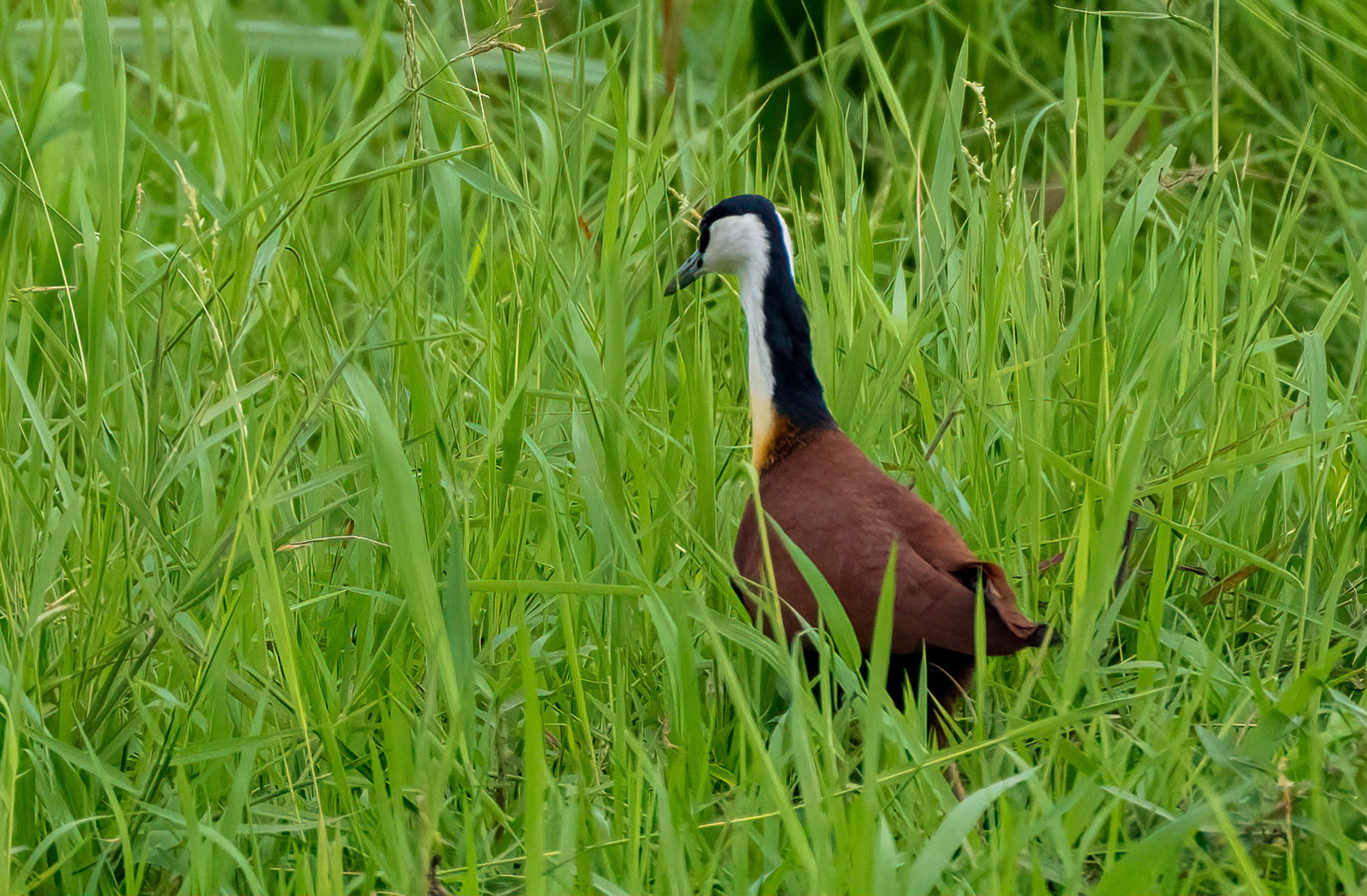 African Jacana, Queen Elizabeth NP. Uganda. 04-08-23.