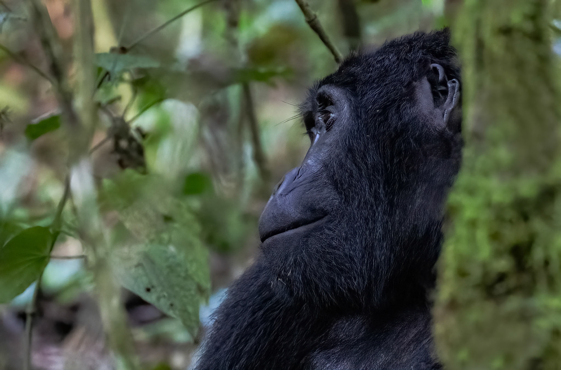 Adult female, Katwe Gorilla Family, Bwindi NP. 05-08-23.