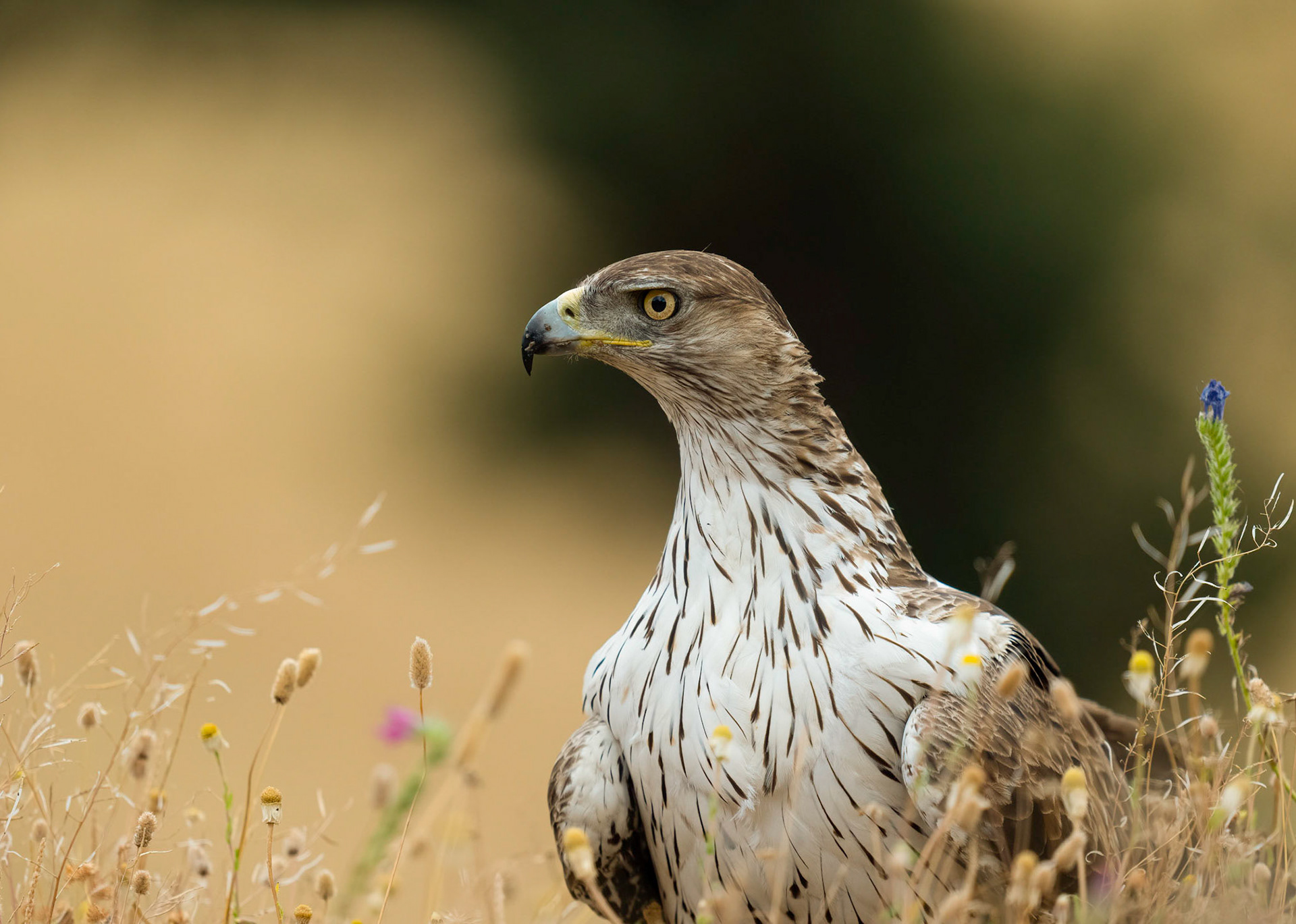 Bonelli's Eagle, Adamuz, Andalucia, Spain. 30/05/22.