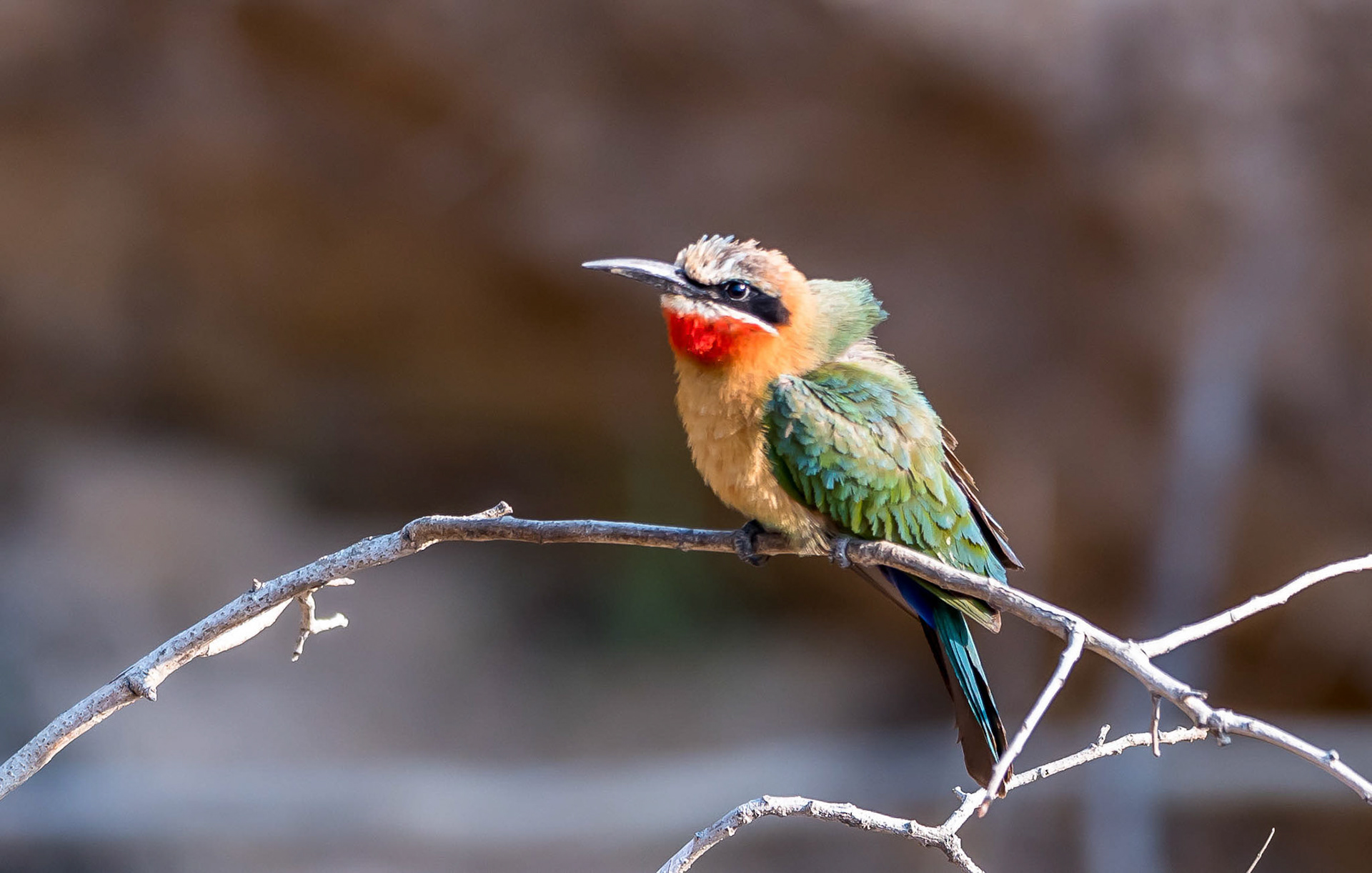 White-fronted Bee-eater, Mukambi Zambia 02/09/17