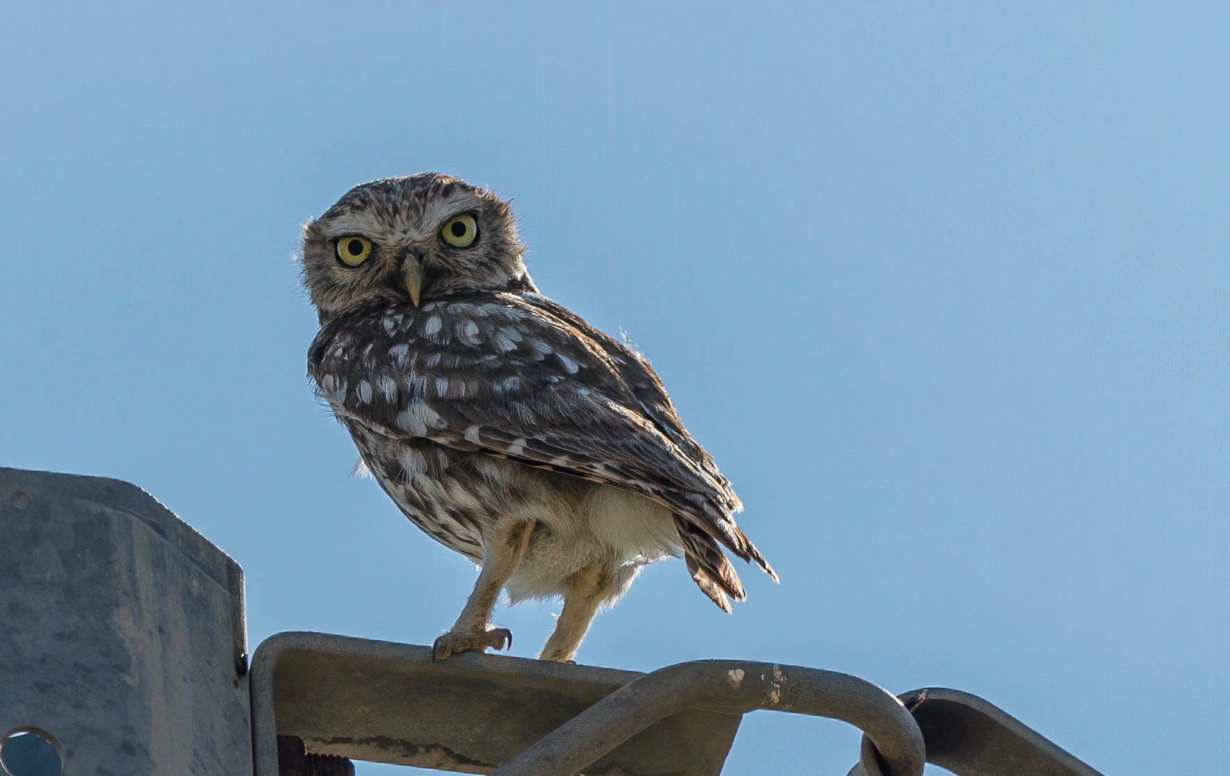 Little Owl, La Biar, Spain 31/05/18