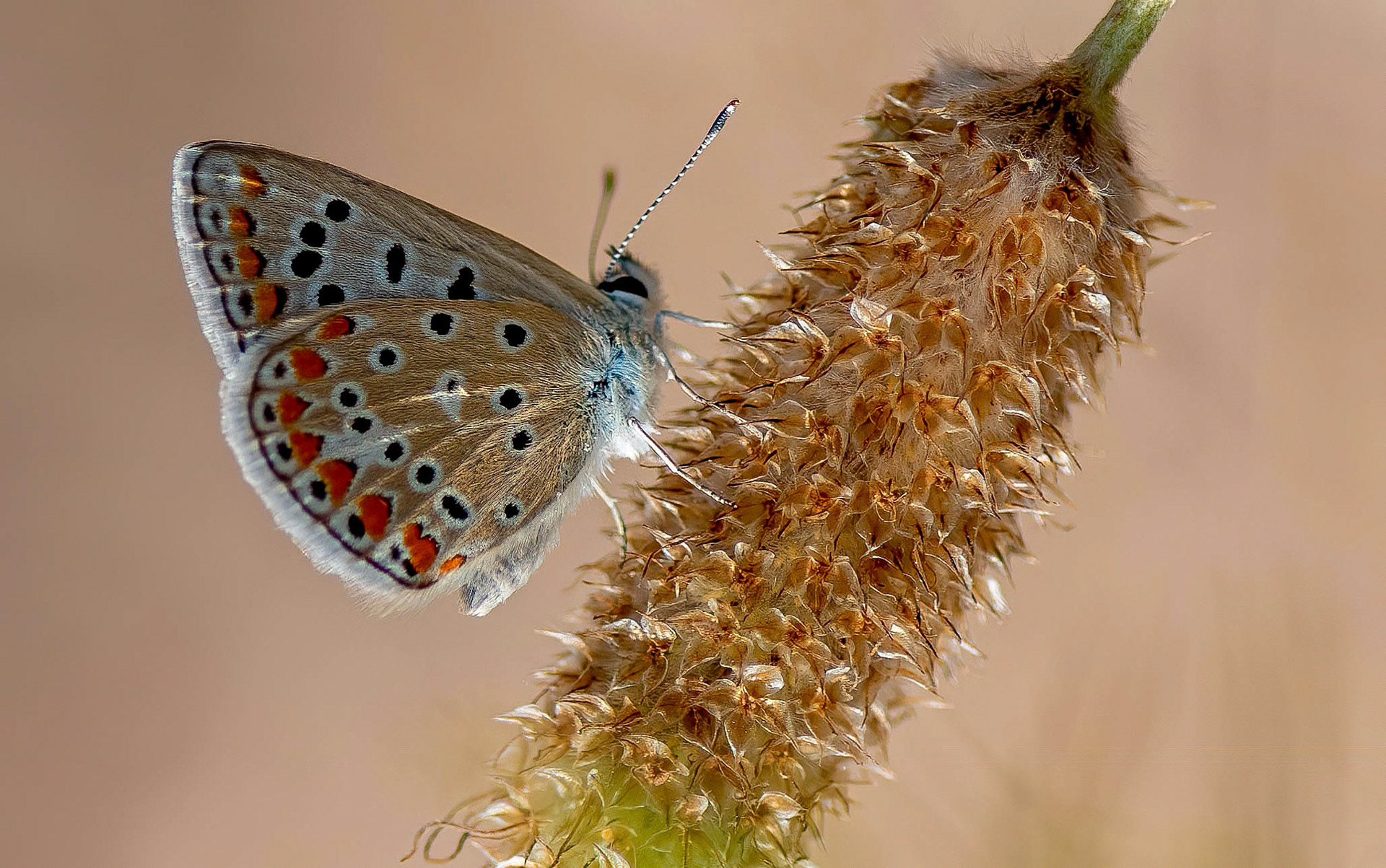 Common Blue f,  La Biar, Spain 05/06/16