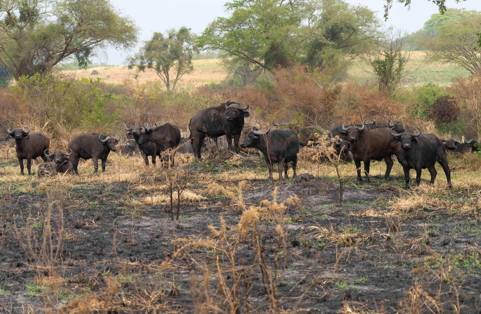Cape Buffalo, Queen Elizabeth NP. Uganda. 04-08-23.