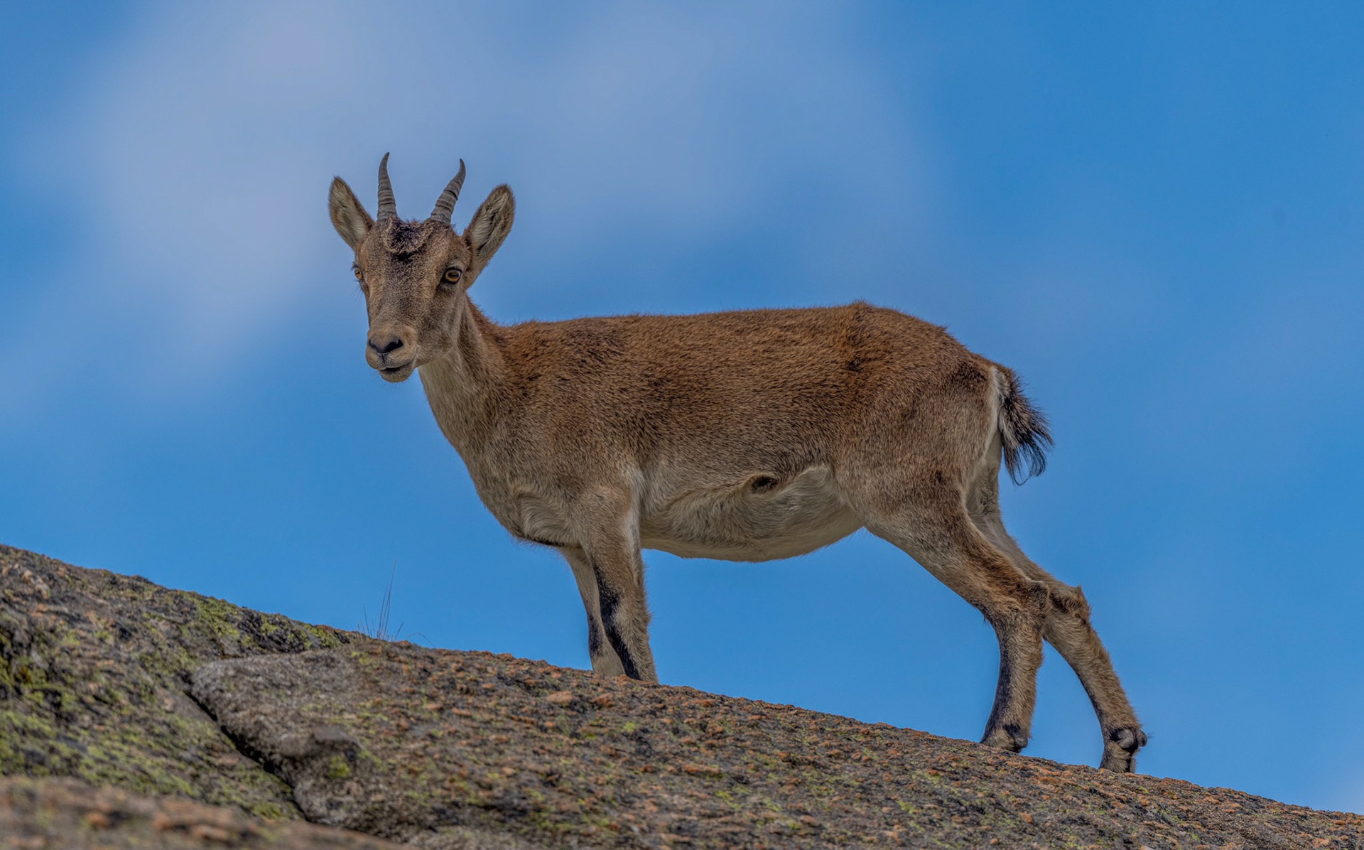 Spanish Ibex, Gredos Mtns Spain 24/09/19