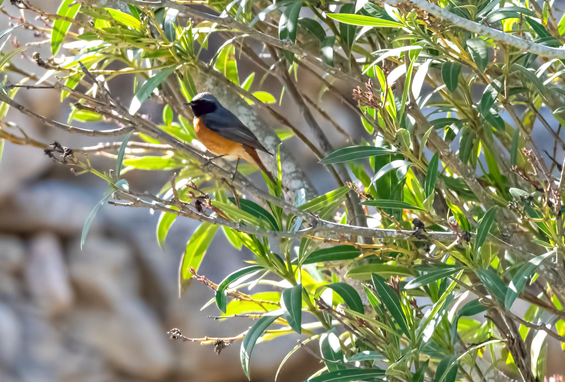 Redstart, La Biar Spain 28/04/19
