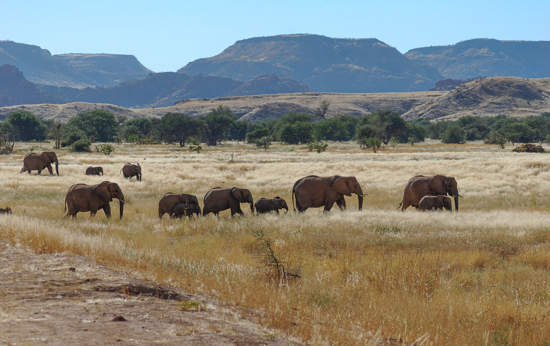 Desert Elephants, Damaraland Namibia 25/04/09