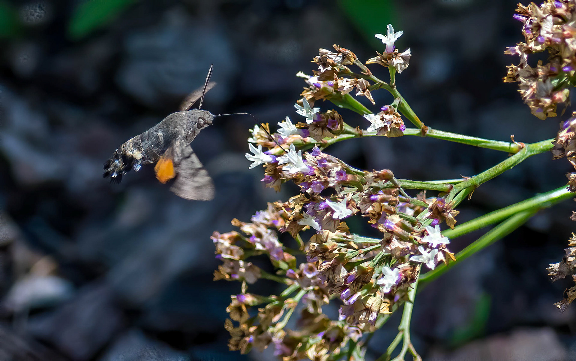 Hummingbird Hawkmoth, La Biar Spain 15/06/17