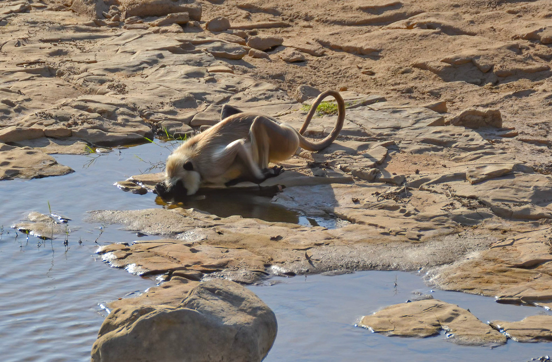 Black-faced Langur, Panna NP, Madhya Pradesh India 16/03/14.