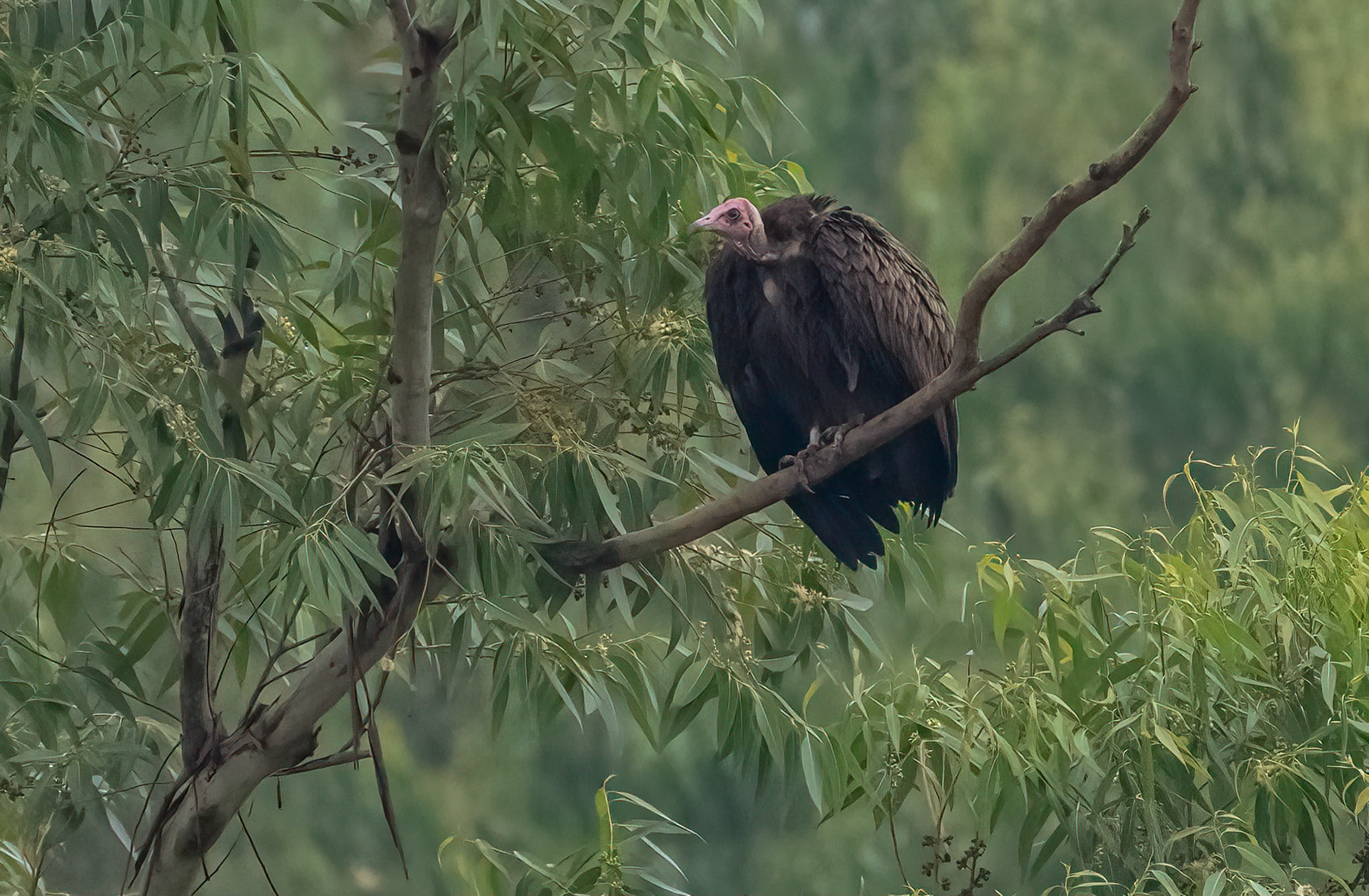 Lappet-faced Vulture, Immature, Kyegegwa, Uganda. 07-08-23.