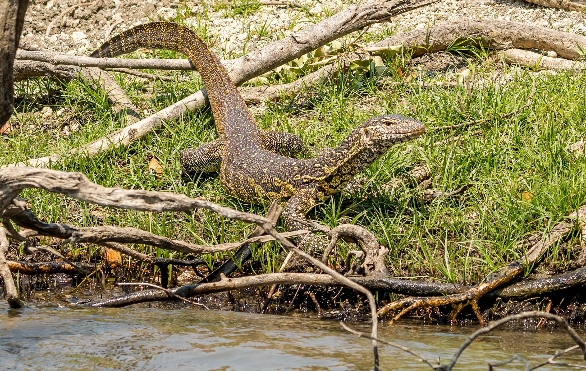 Nile River Monitor, Mukambi Zambia 02/09/17
