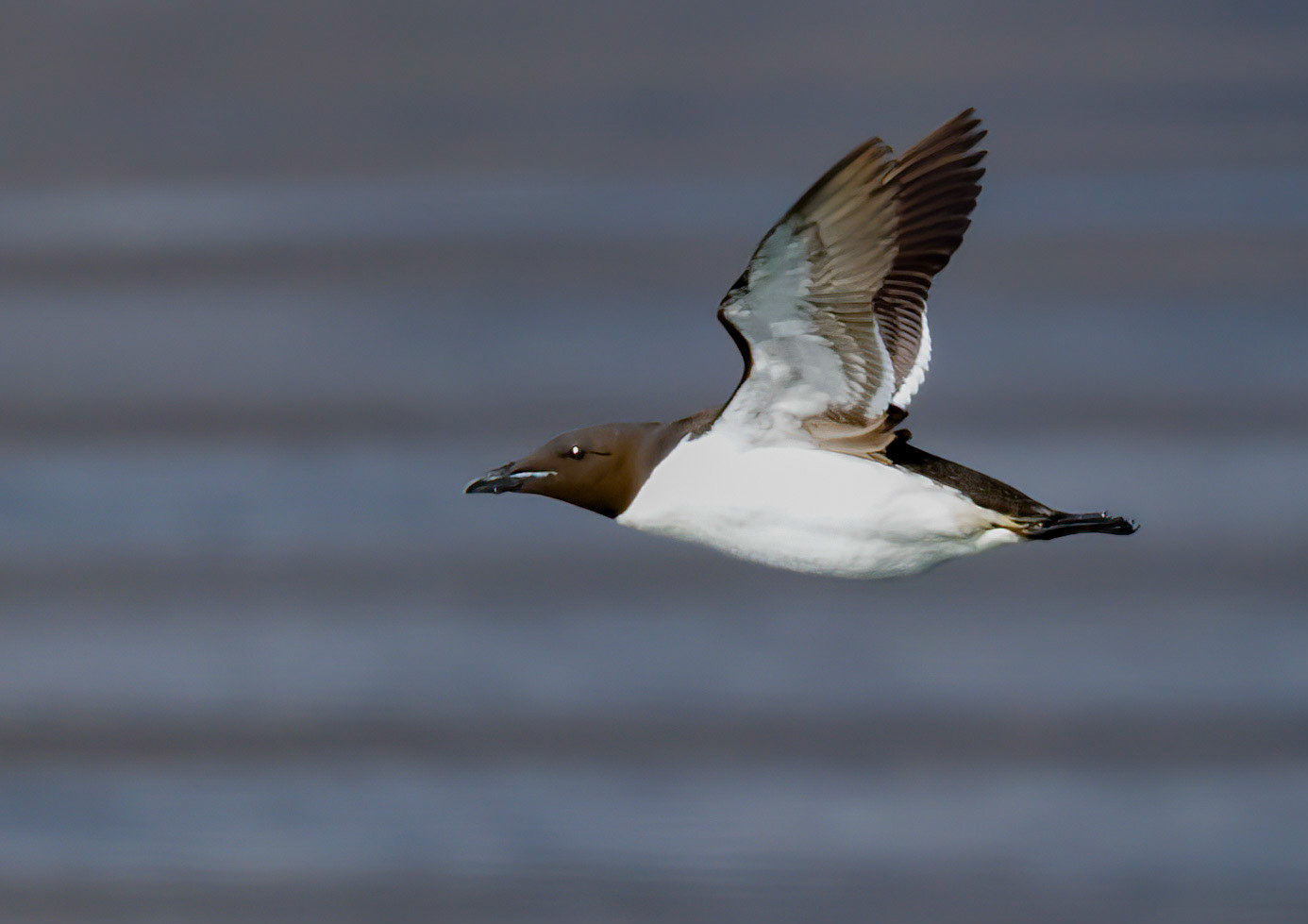 Brunnich's Guillemot, Hornsund, Svalbard. 08-08-2022.