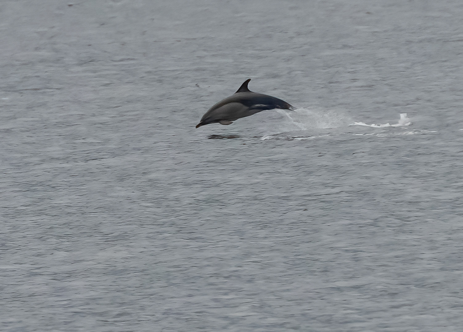 Common Dolphin, Loch Na Keal, Mull, Scotland. 05/08/21.