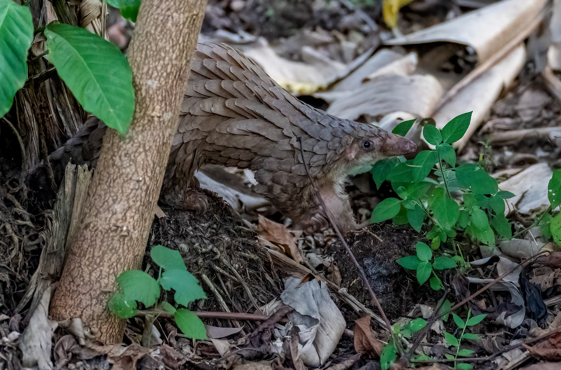 Pangolin, Rugando near Bwindi Forest, Uganda. 05-08-23.