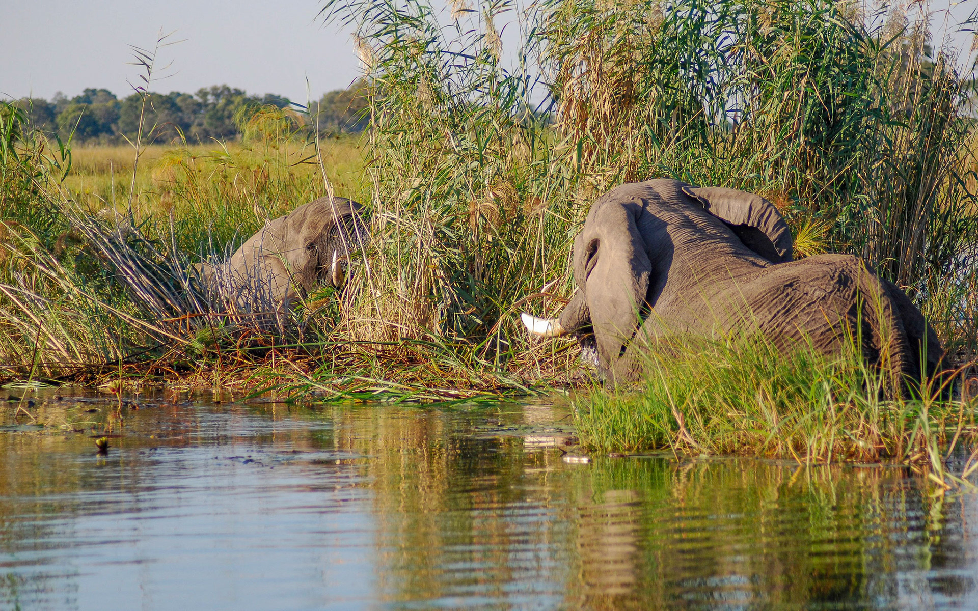 Elephants, Mazambala, Caprivi Namibia 14/05/11