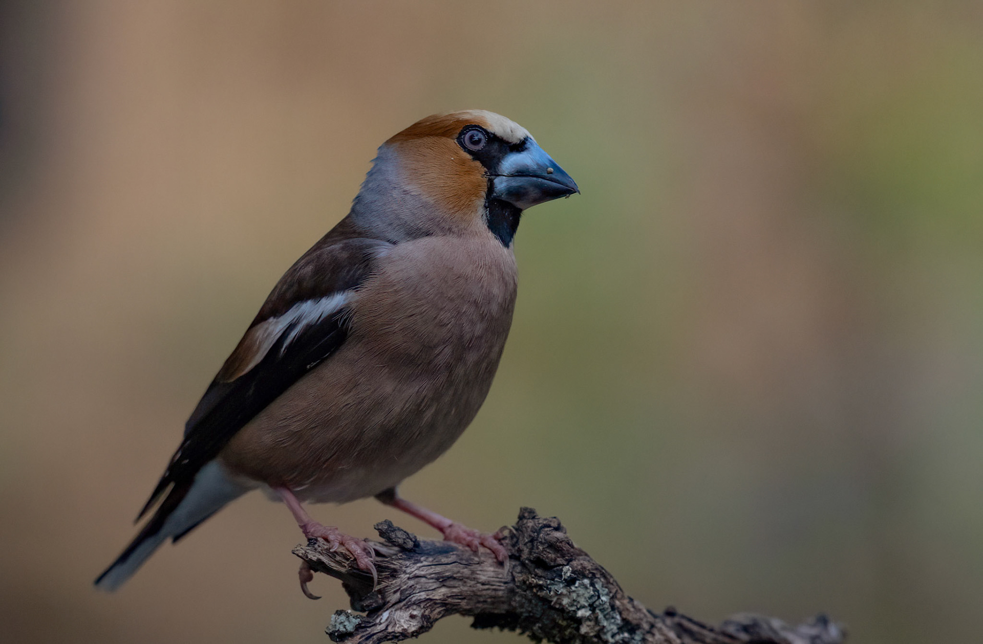 Male Hawfinch, Adamuz, Andalucia, Spain. 30-05-23.