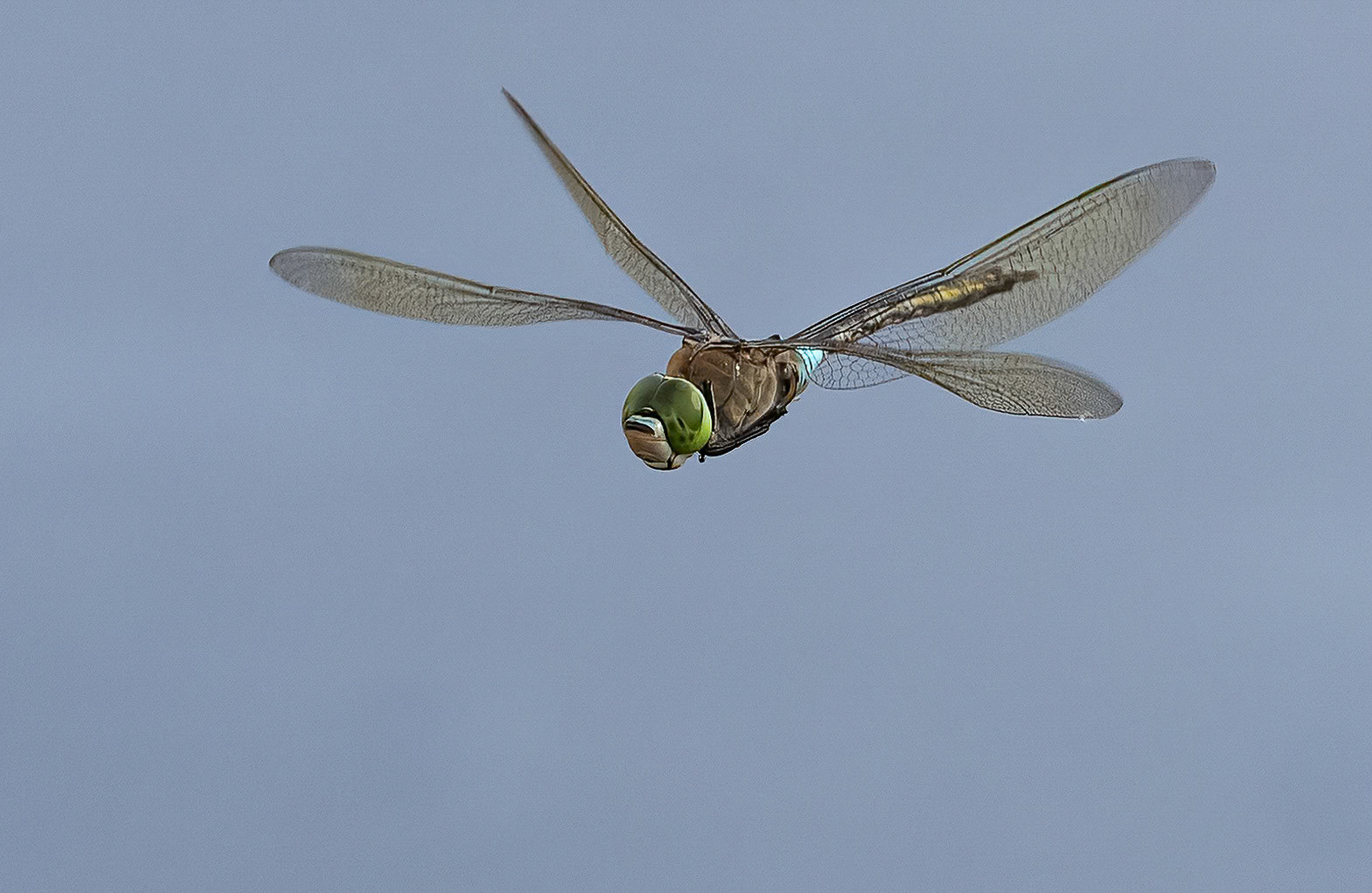 Lesser Emperor dragonfly, Anax parthenope, in Pego Marshes, Valencia, Spain. 28/09/22.