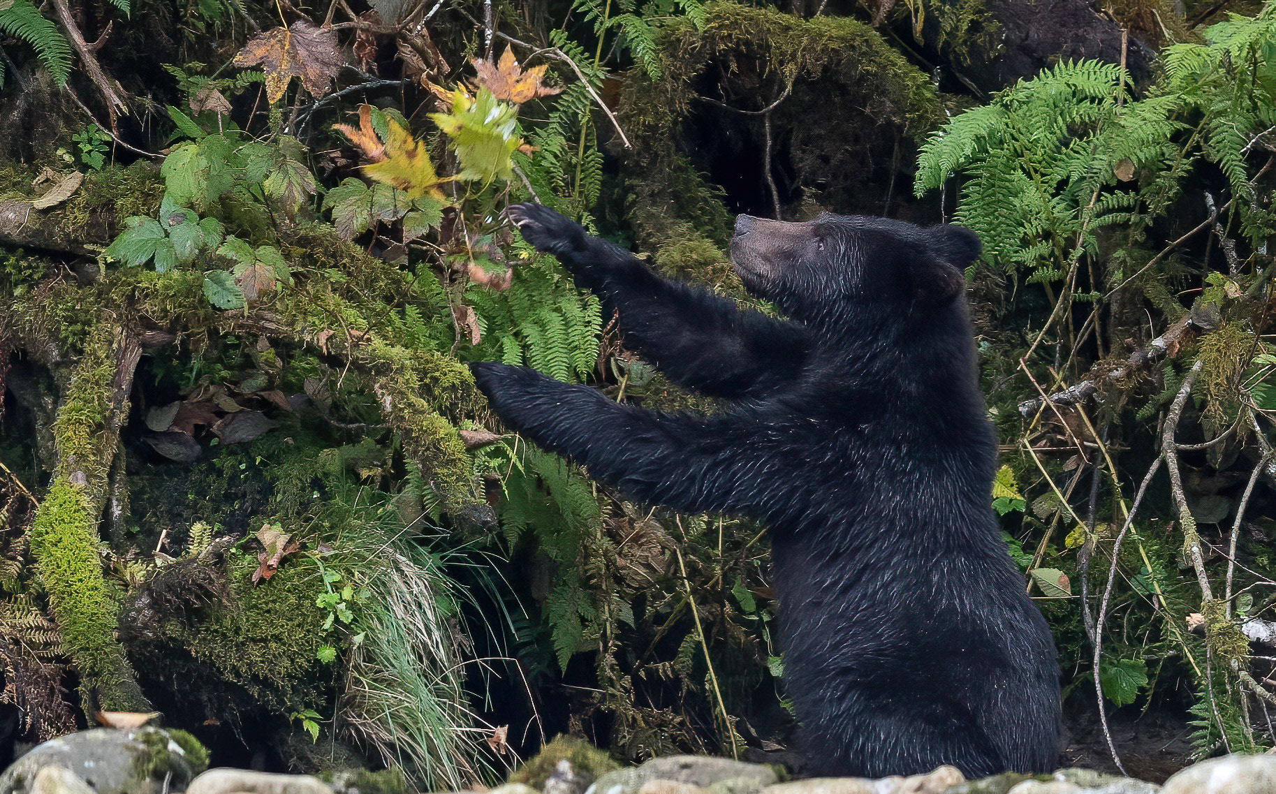 Brown Bear cub playing. Nekite river British Columbia 24/09/18