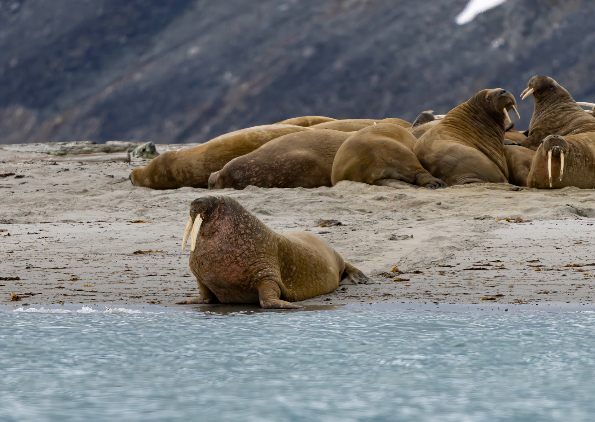 Beachmaster Walrus on Smeerenburg beach. Svalbard. 03-08-2022.