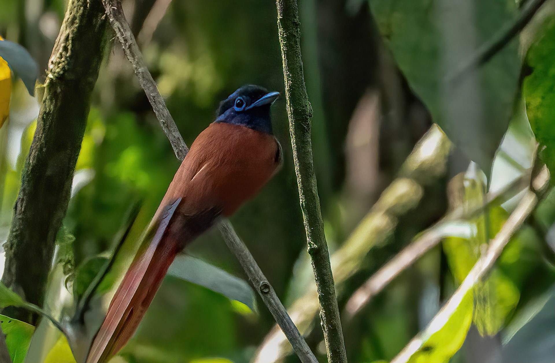 African Paradise Flycatcher, Bwindi Forest, Uganda. 05-08-23.