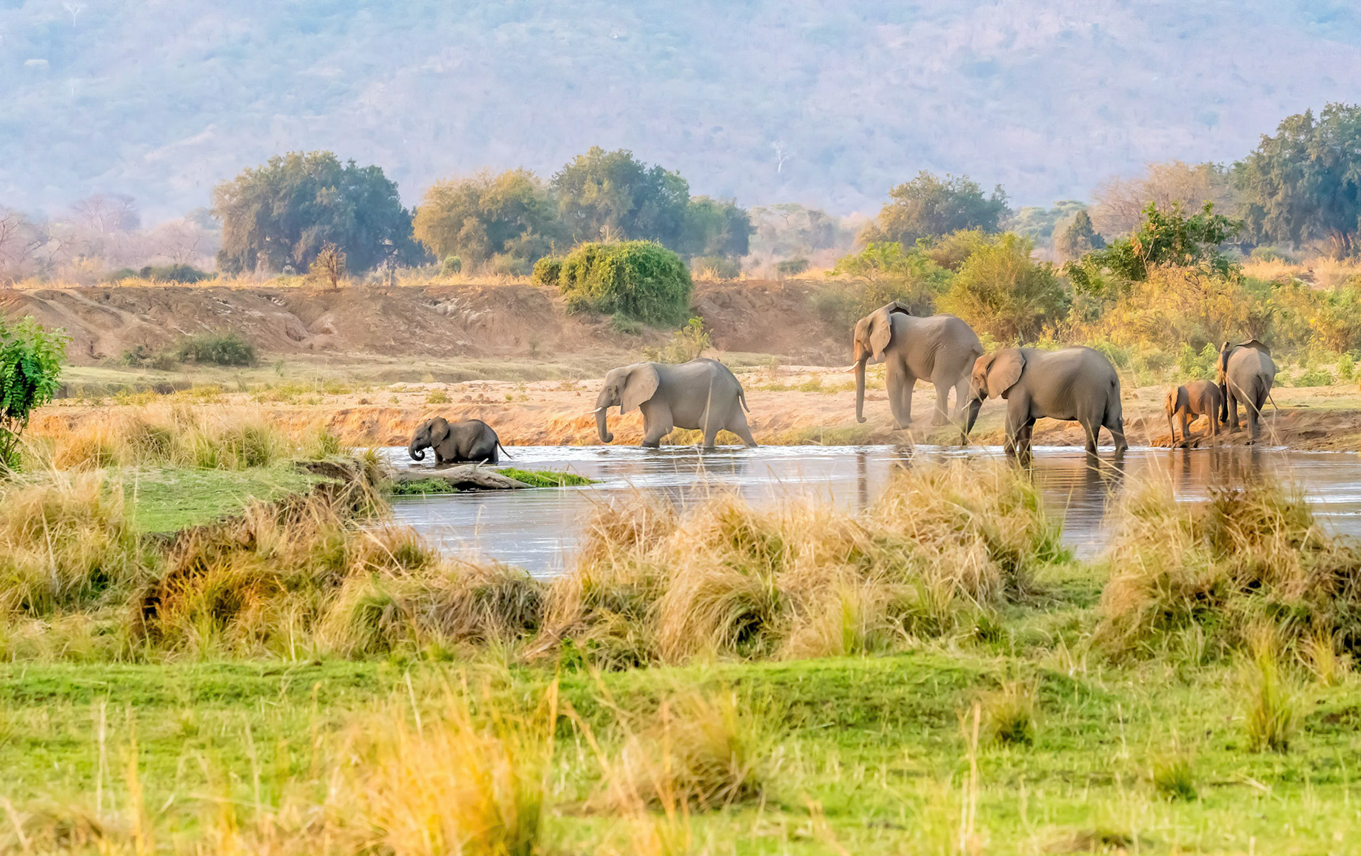 Elephant herd, Chongwe Zambia 06/09/17
