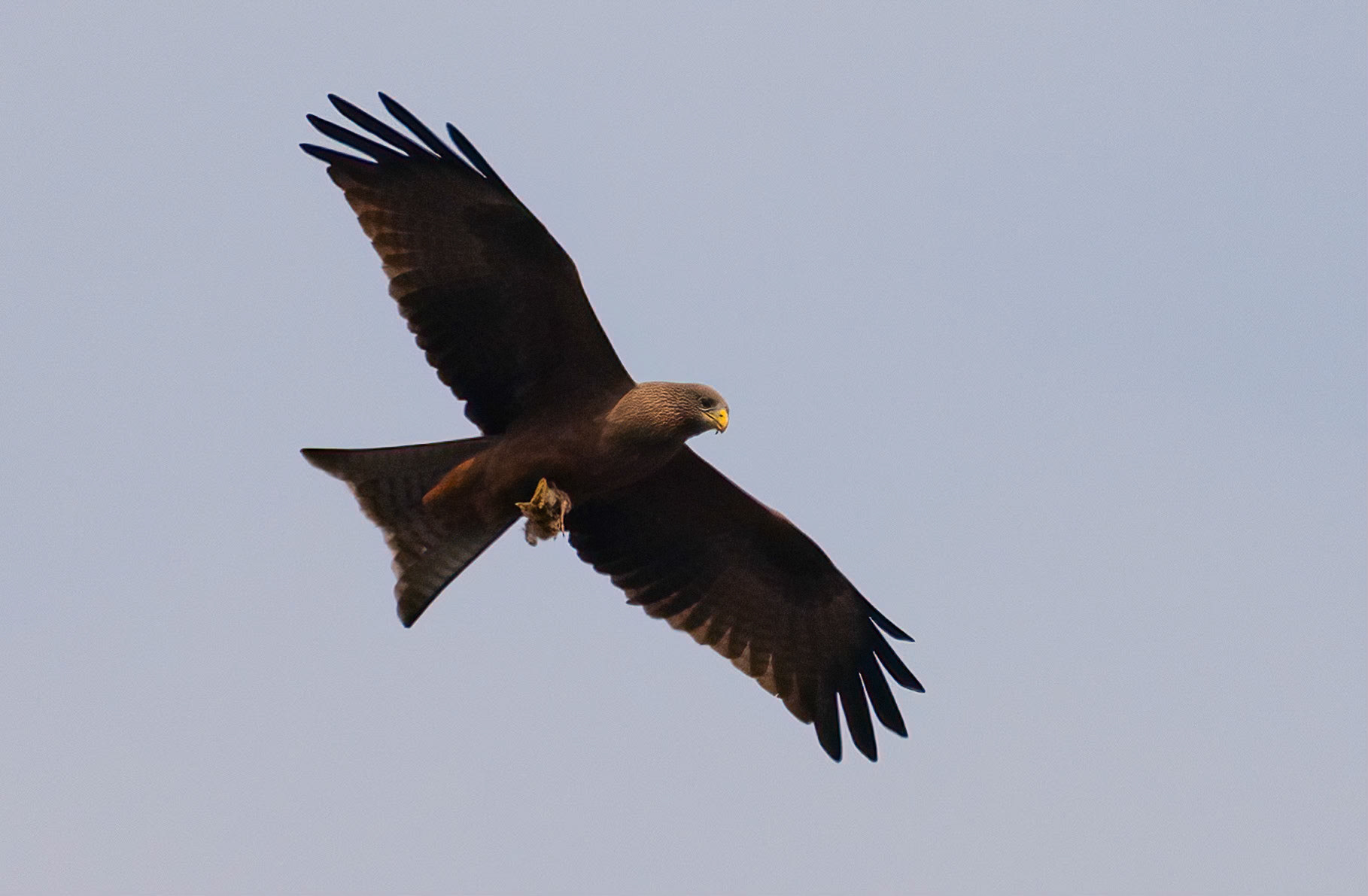 Yellow-billed Kite, Rubona, Uganda. -4-08-23.