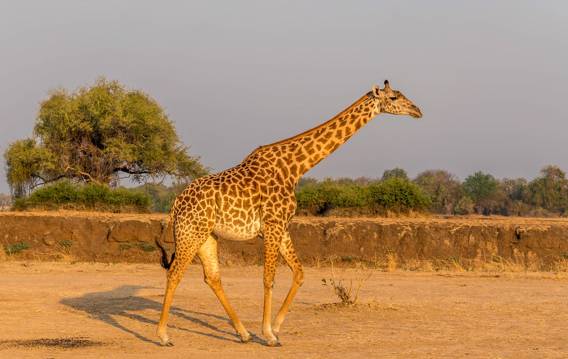 Thornycroft's Giraffe, Kafunta Zambia 08/09/17