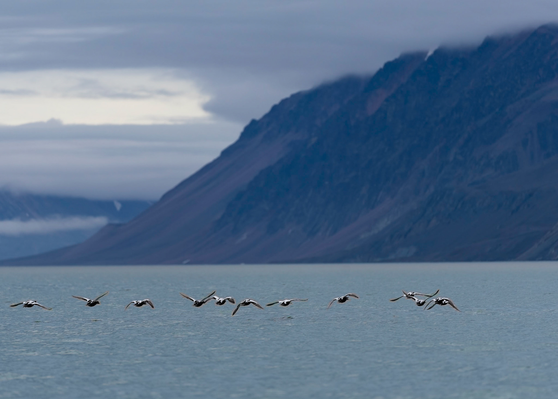 Male Eider Ducks, Lomfjorden, Svalbard. 04-08-2022.