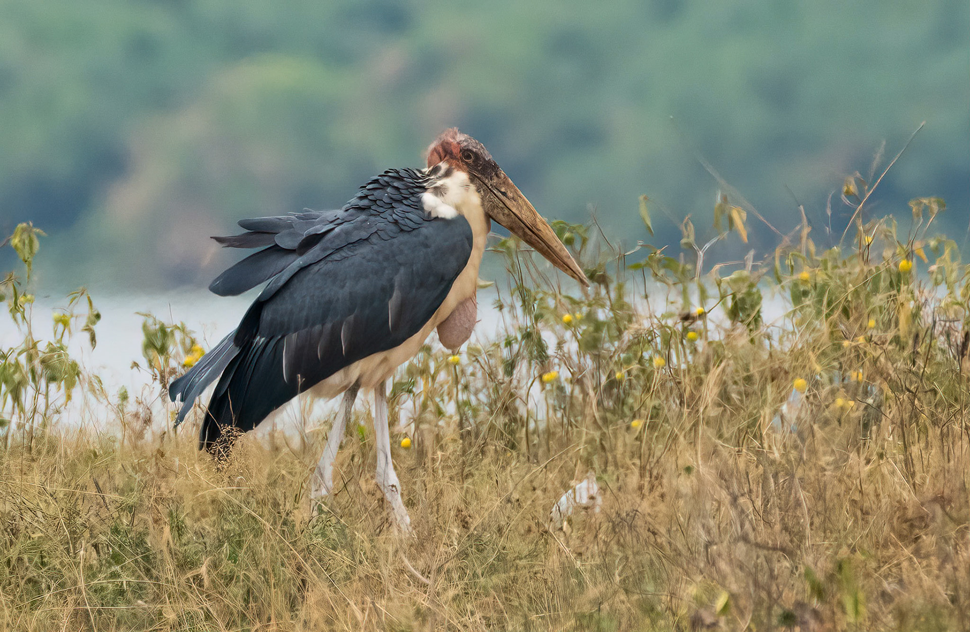 Marabou Stork, Queen Elizabeth NP. Uganda. 04-08-23.